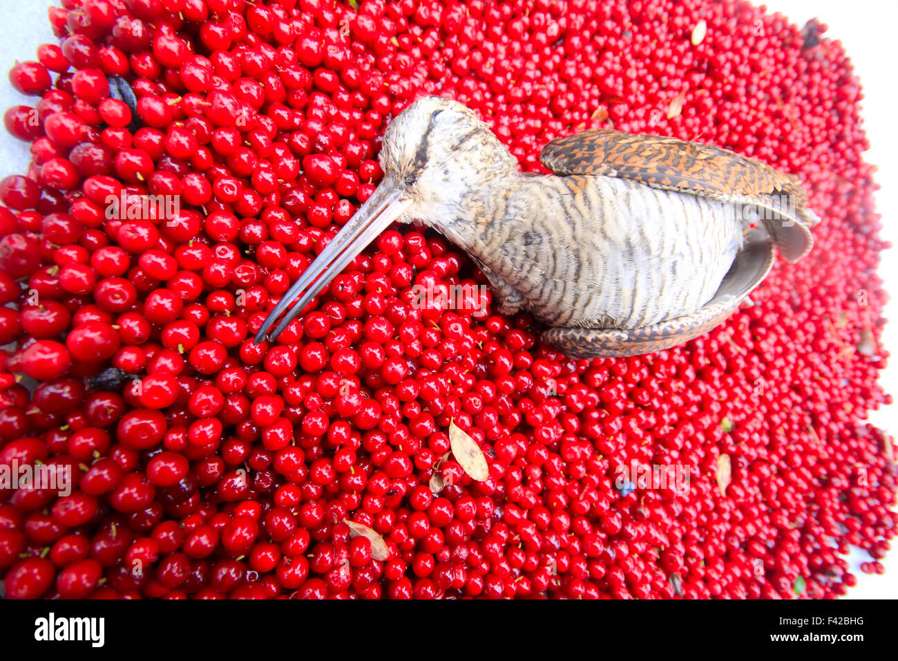 Jagd-Szene Vogel mit roten Beeren Stockfoto