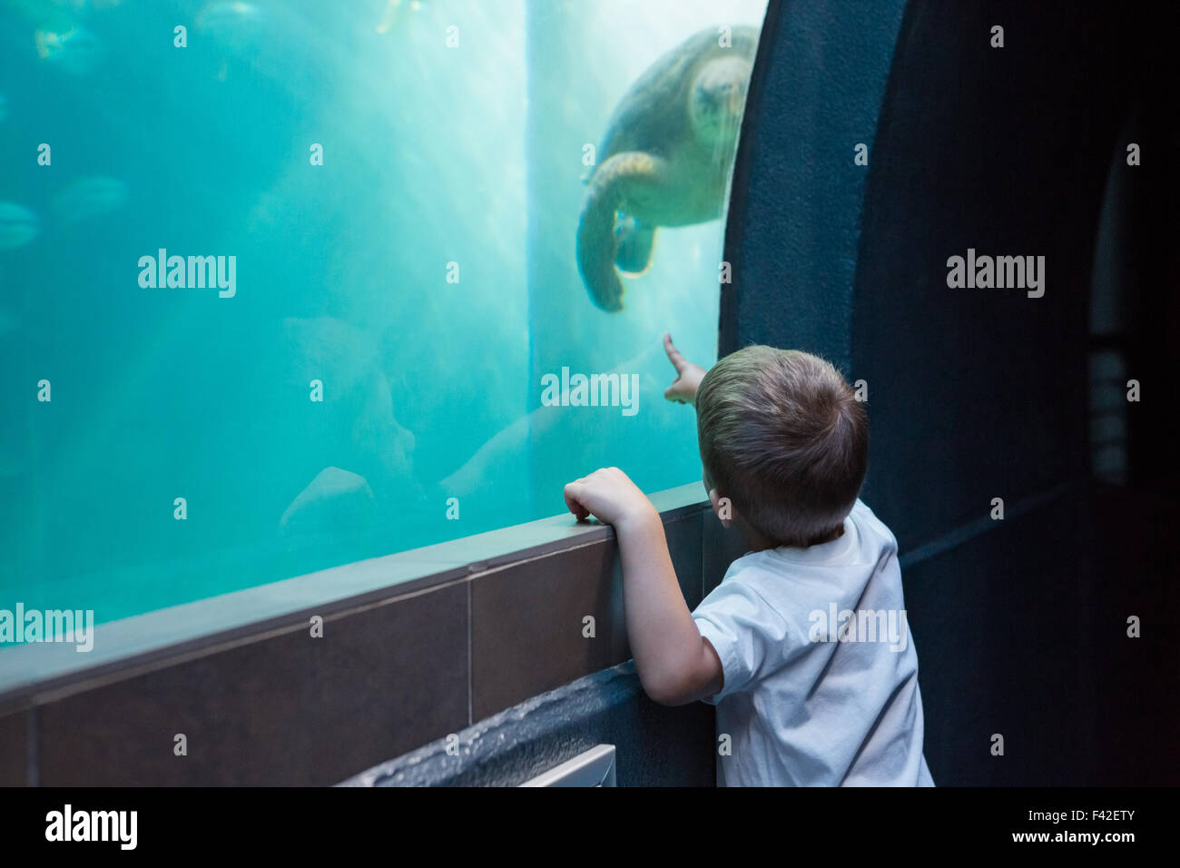 Kleiner Junge Aquarium betrachten Stockfoto