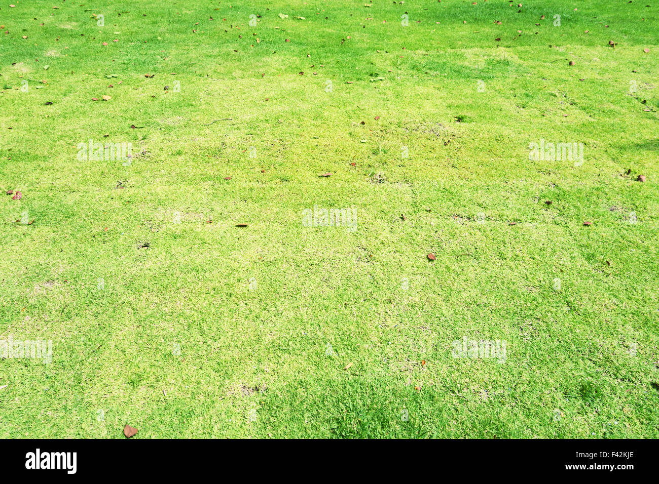 grünen Rasen Stockfoto
