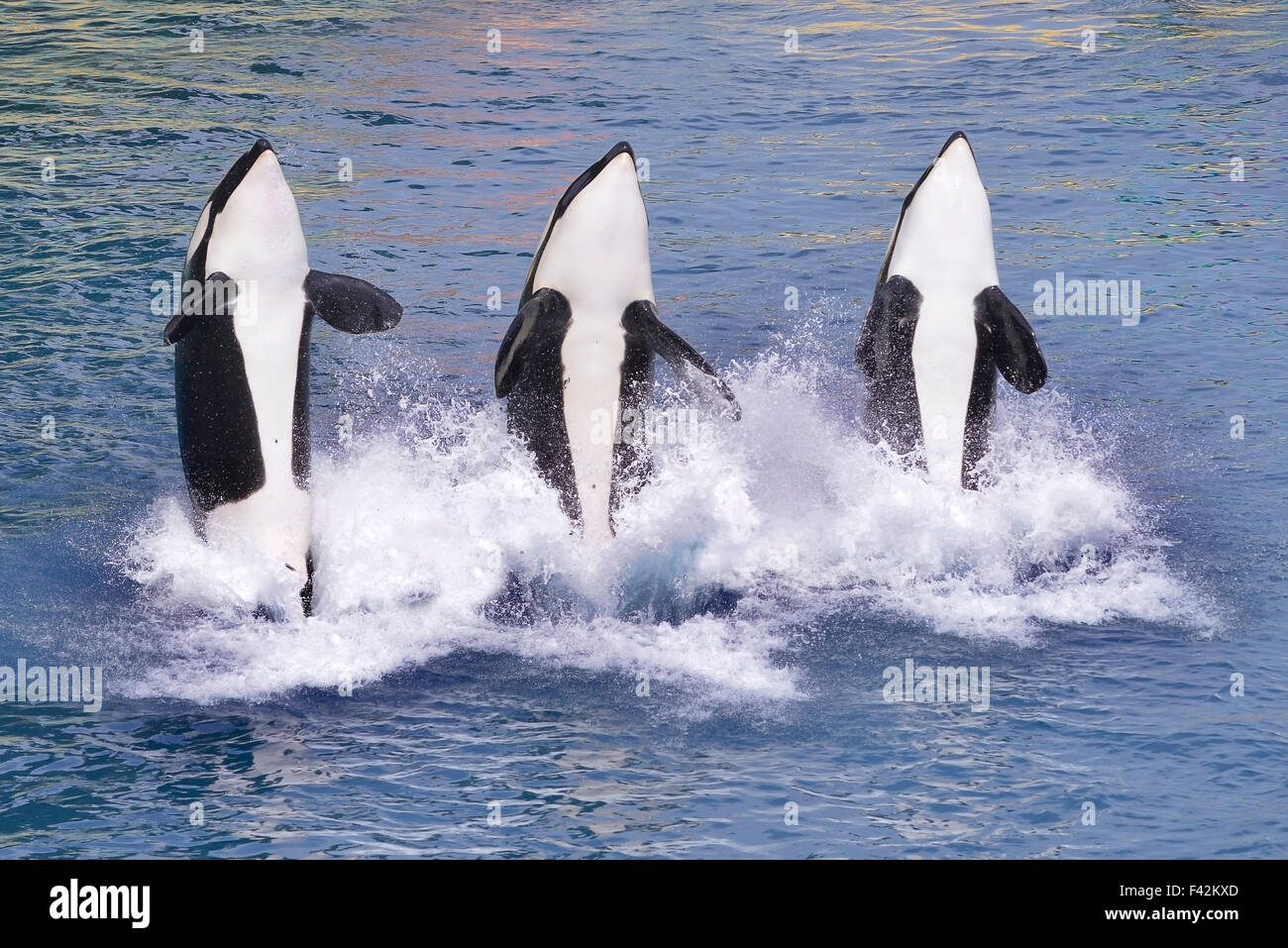 Killerwale springen aus dem Wasser Stockfoto