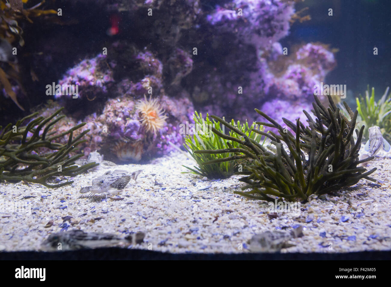 Leben im Meer im Tank beleuchtet Stockfoto
