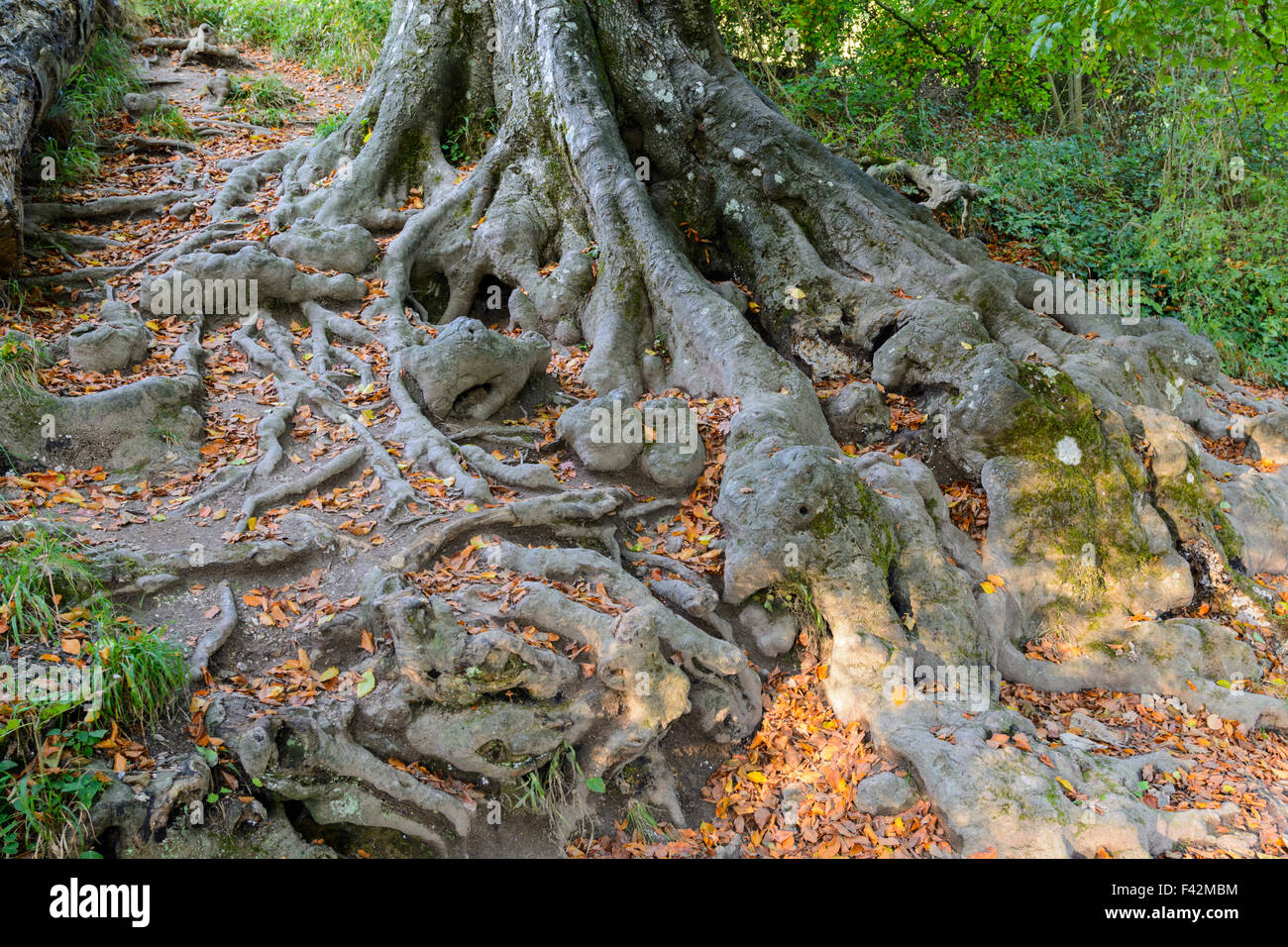 Baumwurzeln ausgesetzt und wächst über dem Boden in Großbritannien. Stockfoto
