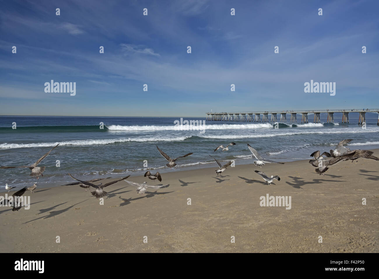 Möwen und Pier am Hermosa beach Stockfoto
