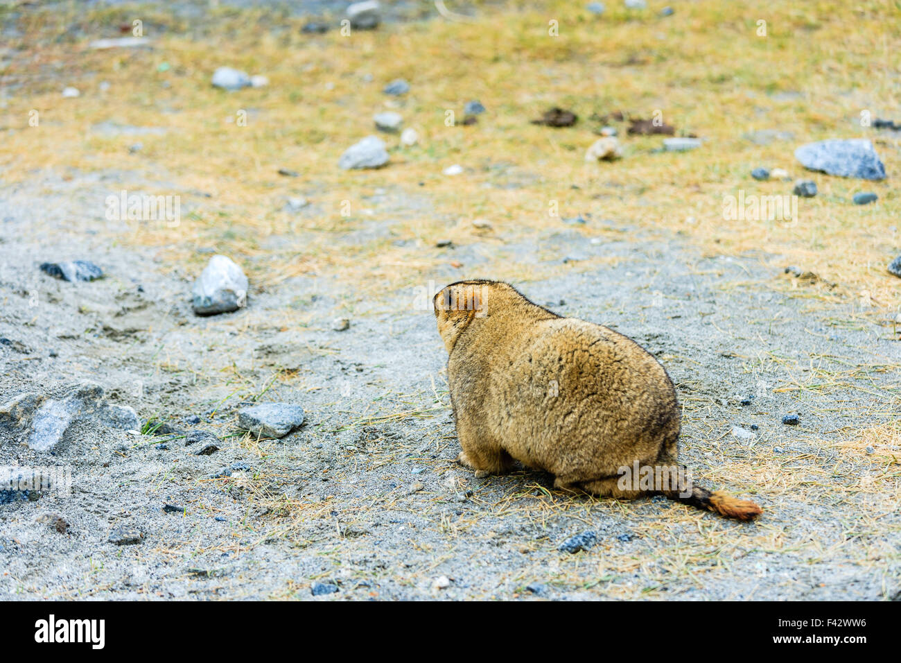 Murmeltier in Ladakh in Indien Stockfoto