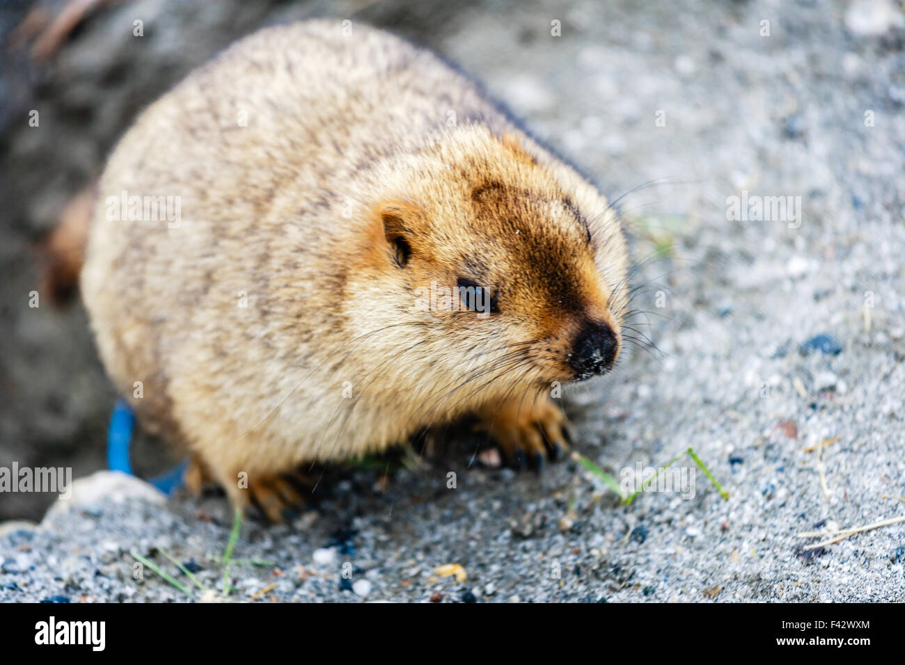 Murmeltier in Ladakh in Indien Stockfoto