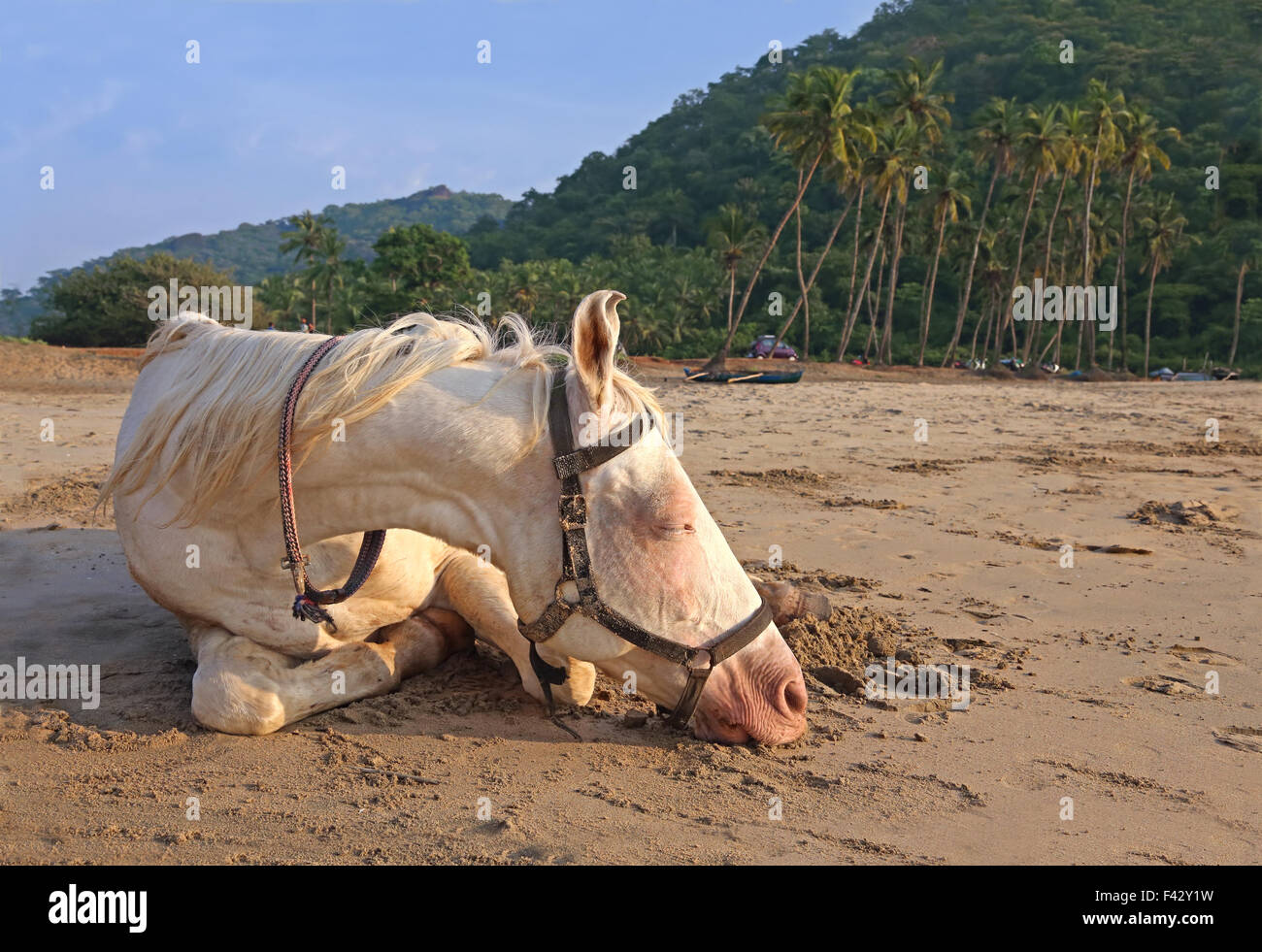 Weißes Pferd am Strand Stockfoto