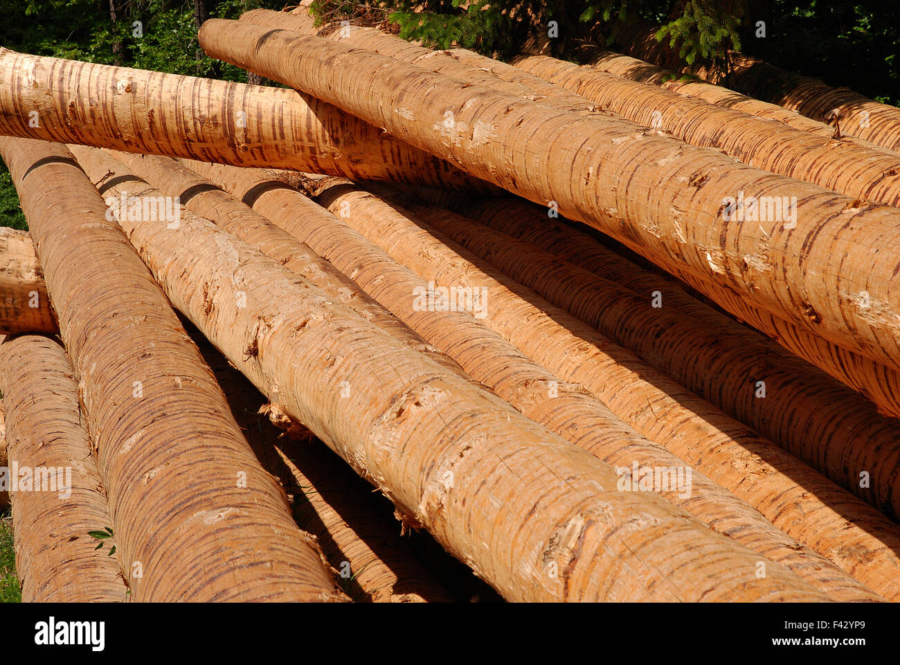 Baumstamm; Holzernte; Stockfoto