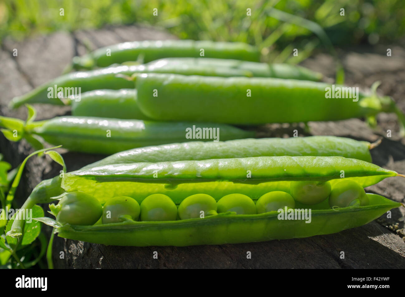 Frisch gepflückt Erbsen in einem Garten. Stockfoto