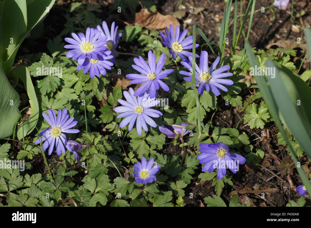 Griechische windflower Stockfoto