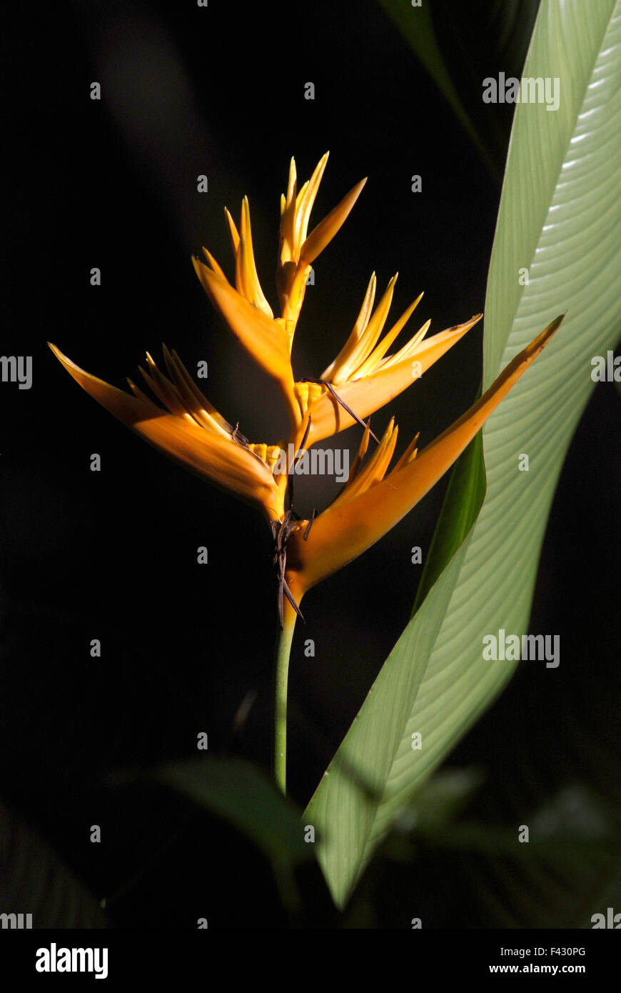 Hautnah weiße Orchidee Stockfoto