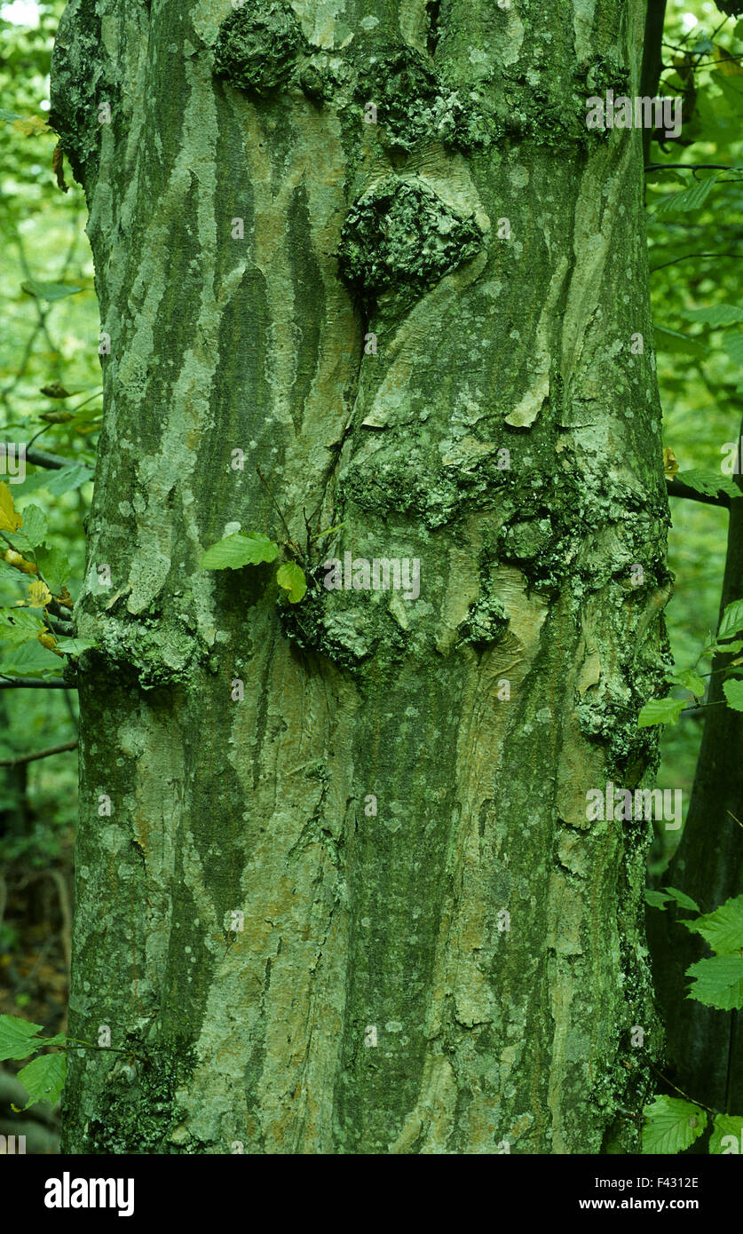 Rinde laubbaum -Fotos und -Bildmaterial in hoher Auflösung – Alamy