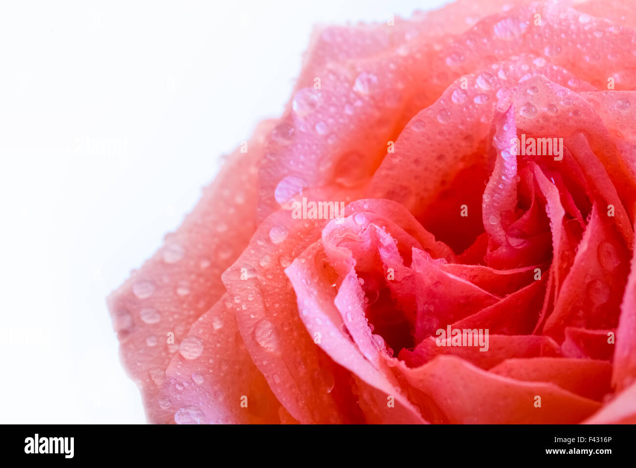 Rose Makro Hintergrund Stockfoto
