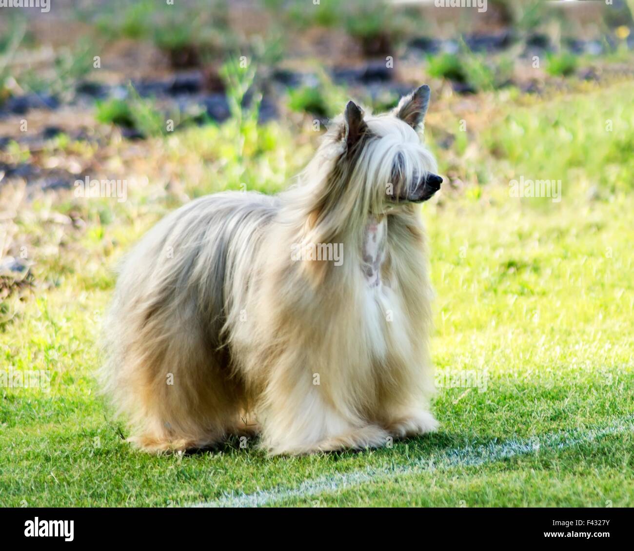 Eine kleine weiße Powderpuff Chinese Crested Hund stehend auf dem Rasen