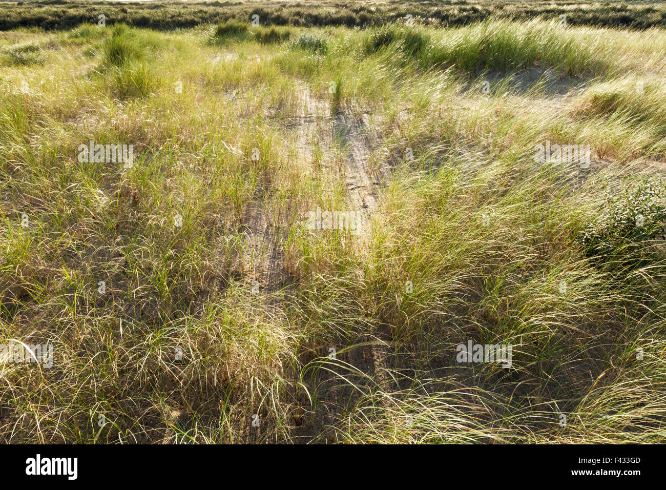 Geringer Sonneneinstrahlung durchschimmern Dünengebieten Grass, Ammophila Arenaria, wehen im Wind, Gibraltar Point, Lincolnshire, England, UK Stockfoto