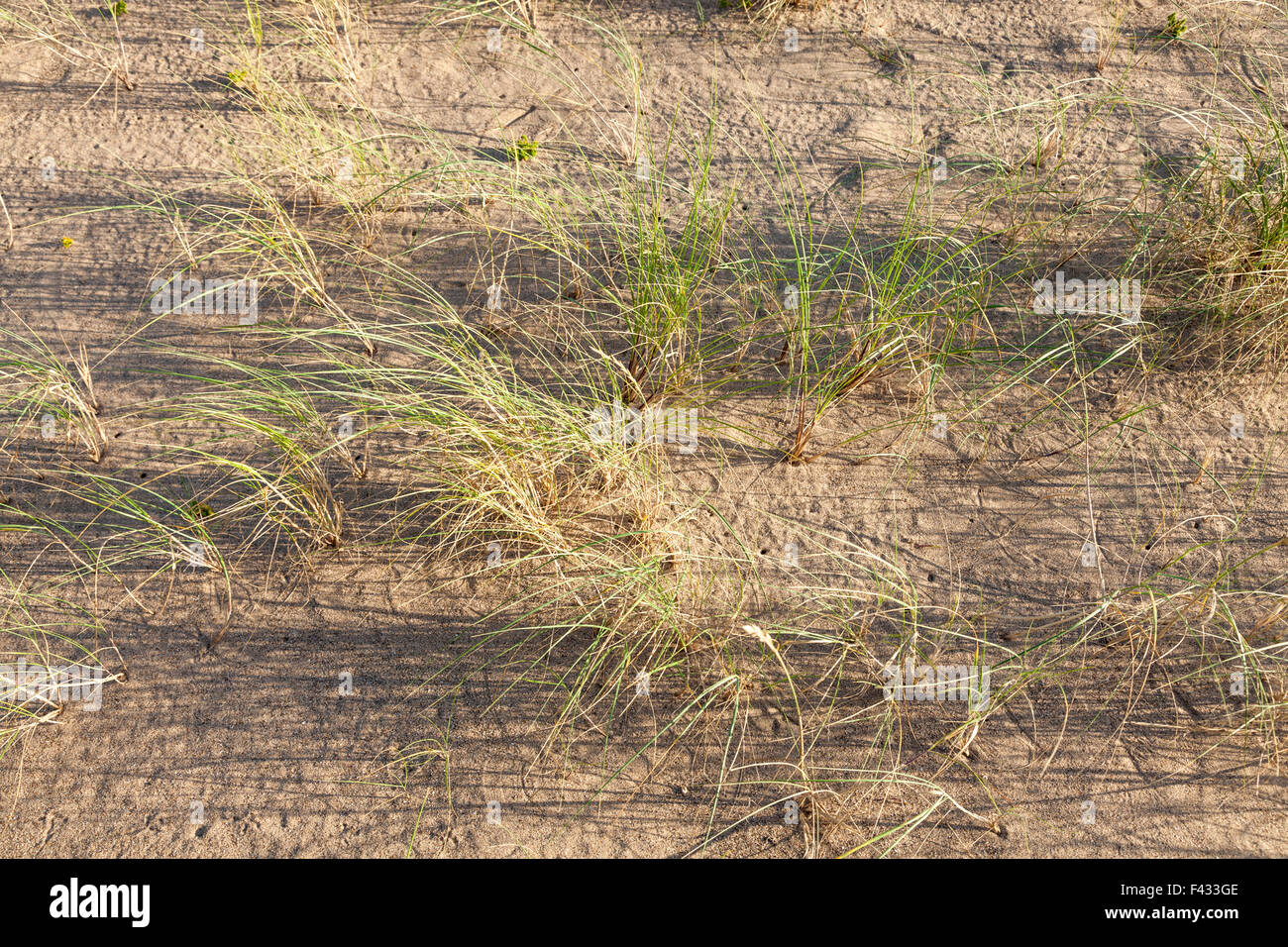 Auf geringe Sonnenlicht durch marram Gras leuchtenden, Ammophila arenaria, wachsen auf Sand bei Gibraltar Point, Lincolnshire, England, Großbritannien Stockfoto