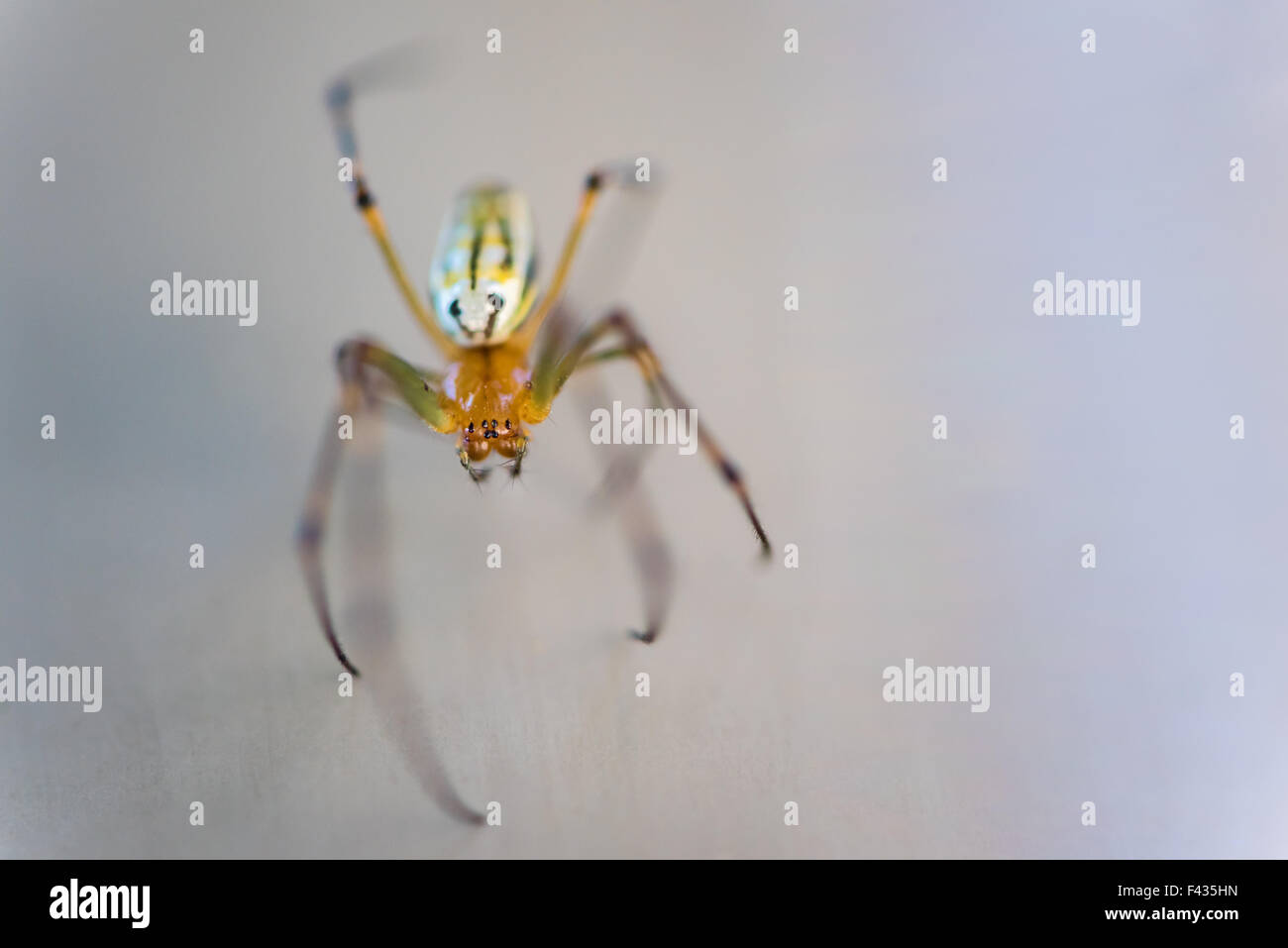 Eine Makroaufnahme einer sehr kleine braune und gelbe Spinne. Stockfoto