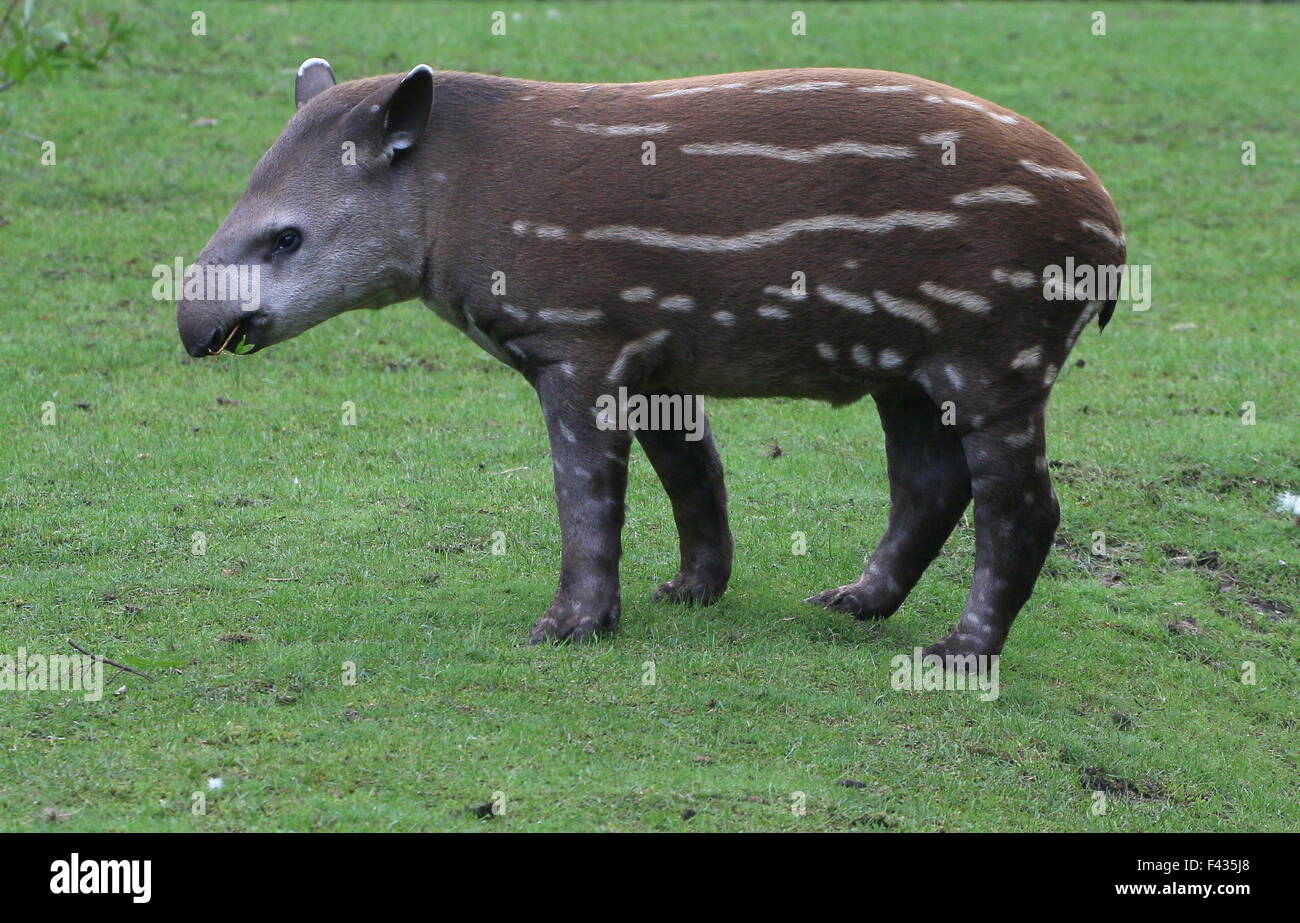 Juvenile South American Flachland Tapir oder brasilianische Tapir (Tapirus Terrestris) Stockfoto