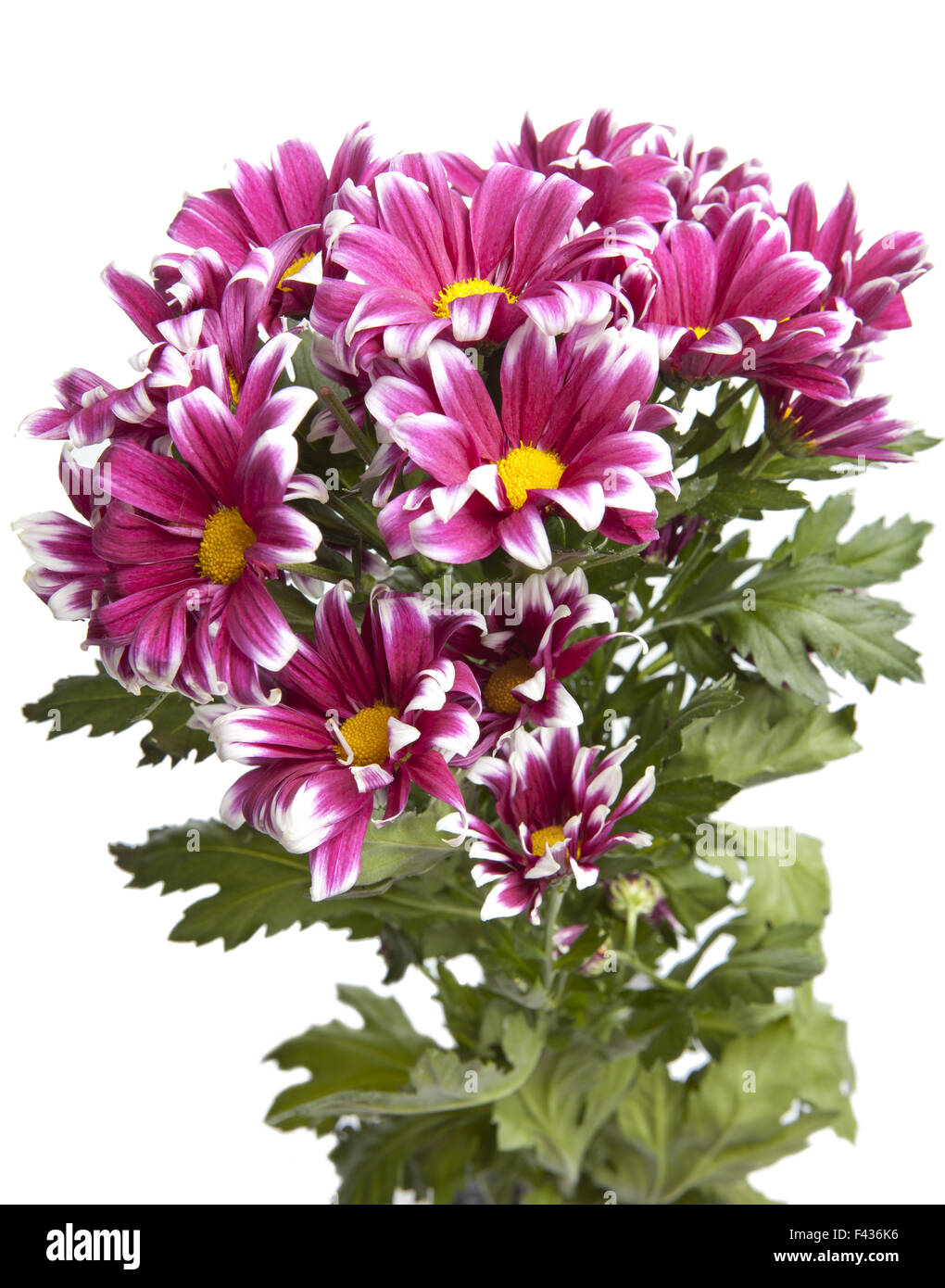 Bouquet von leuchtend karminroten Chrysanthemen Stockfoto