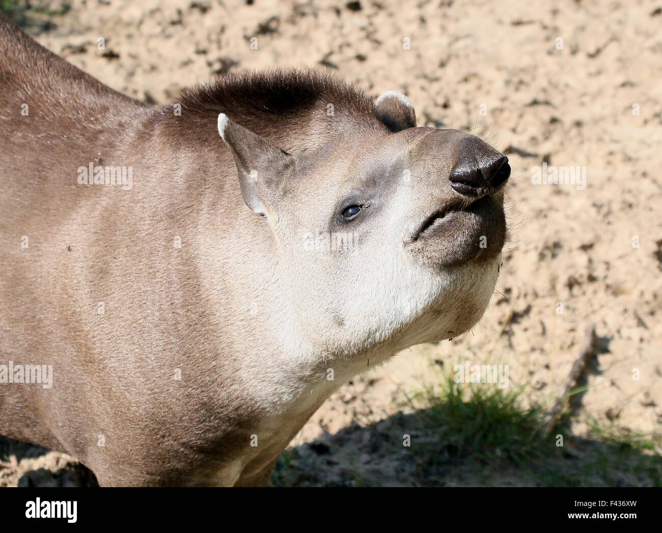 South American Flachland Tapir oder brasilianische Tapir (Tapirus Terrestris) zeigt seinen Mund und großen Rüssel Stockfoto