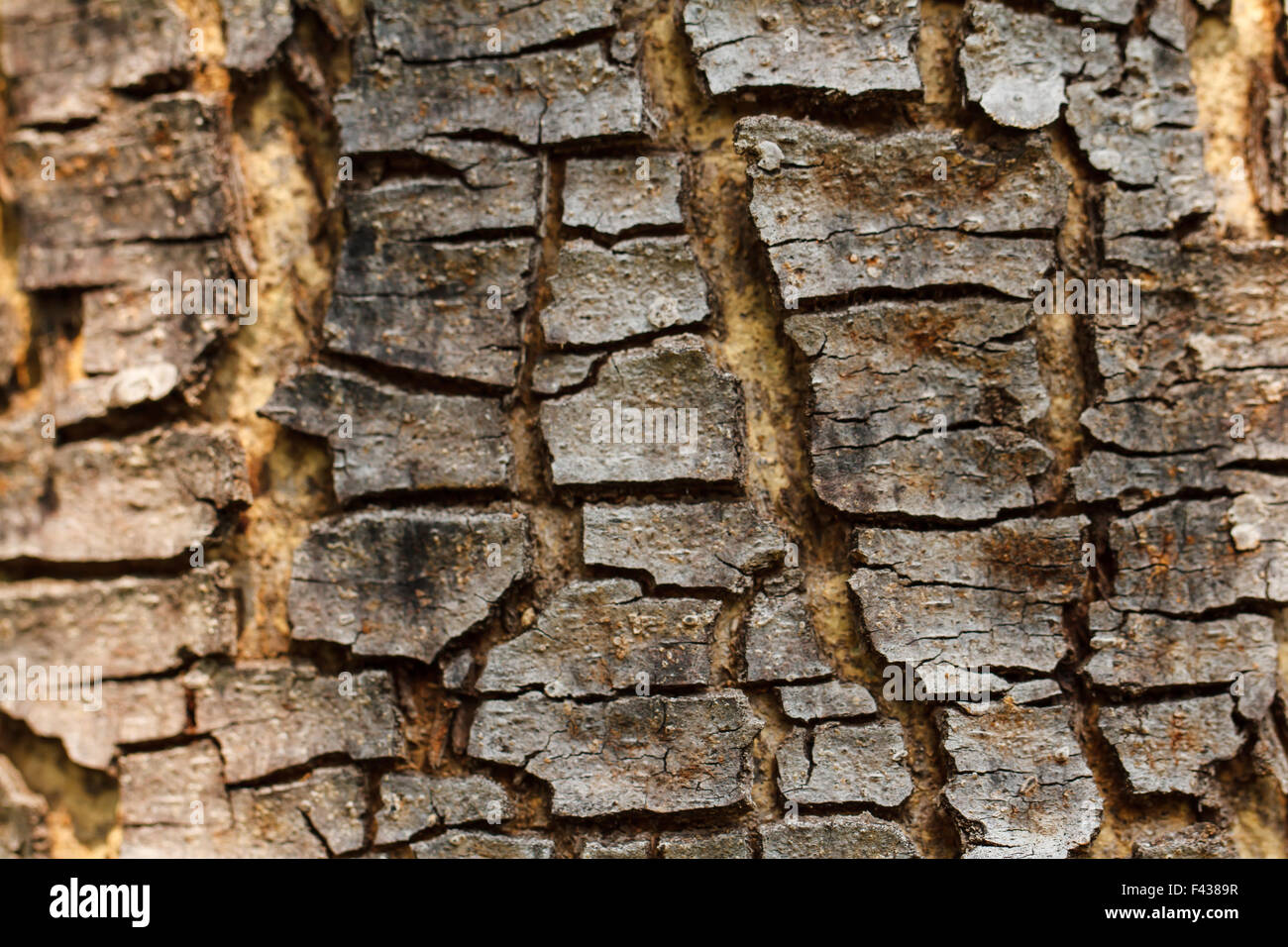 Textur des alten Baumes Rinde Stockfoto