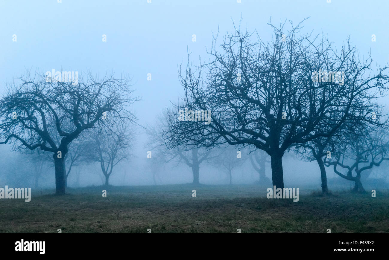 Obstbäume im Nebel Stockfoto