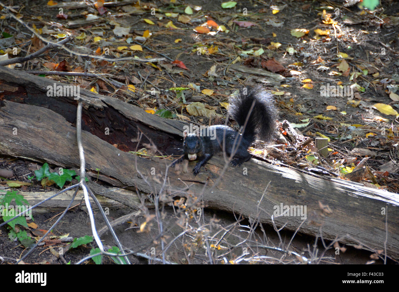 Schwarzes Eichhörnchen im Prospect Park in Brooklyn New York Stockfoto