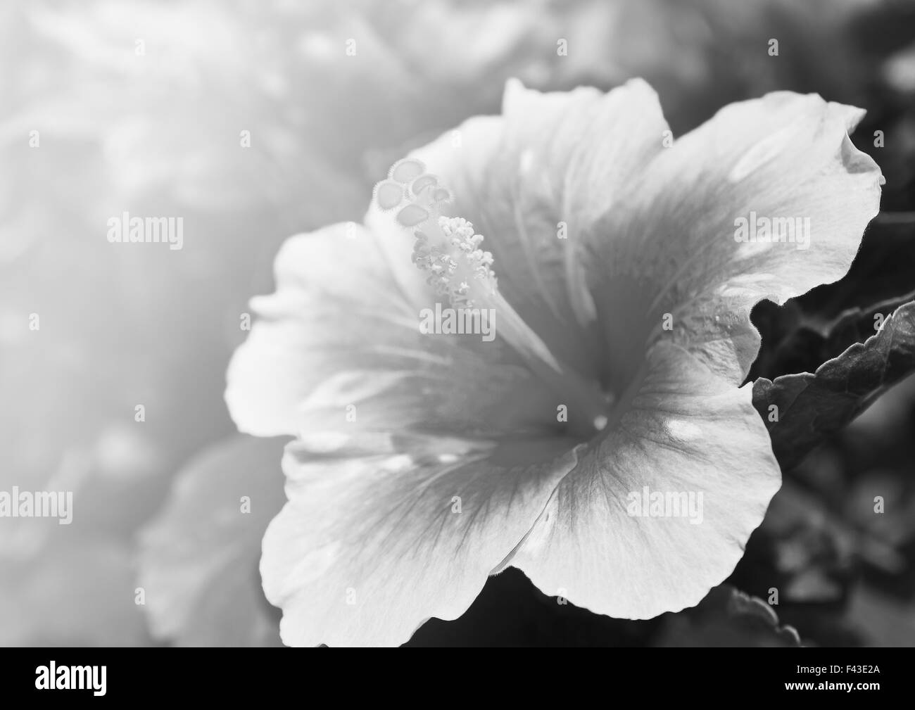 Hibiskus Blütenpollen. Stockfoto