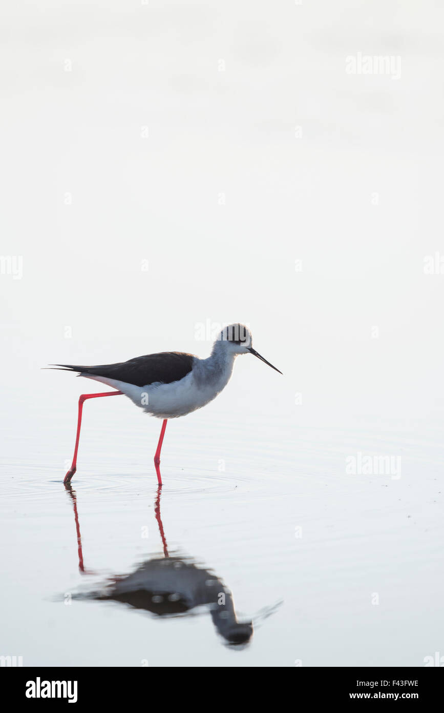 Himantopus Himantopus; Stelzenläufer; gemeinsamen Stelzenläufer; pied Stilt; Stockfoto