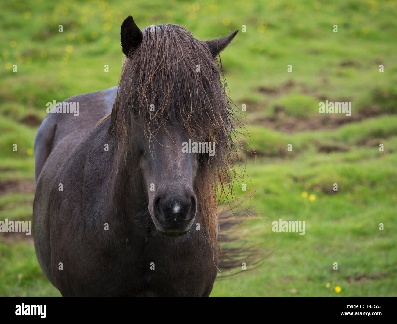 Ein Islandpferd mit dunklen Mantel und lange schwarze Mähne. Ansicht von vorne. Stockfoto