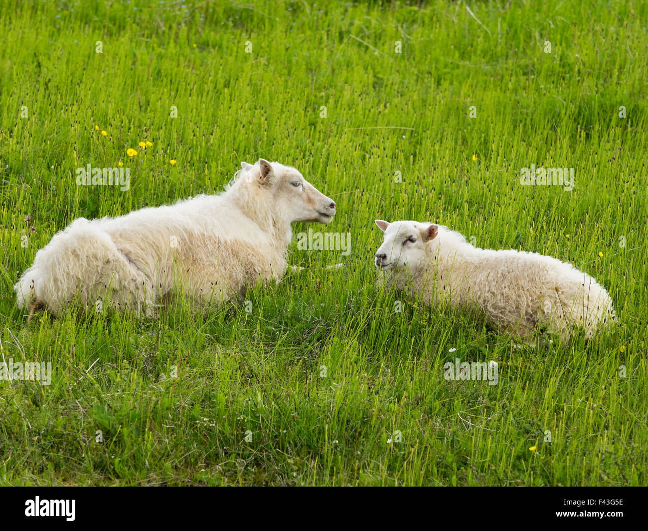 Zwei Schafe mit Dicke Vliese in einem Rasen Wiese liegen. Stockfoto