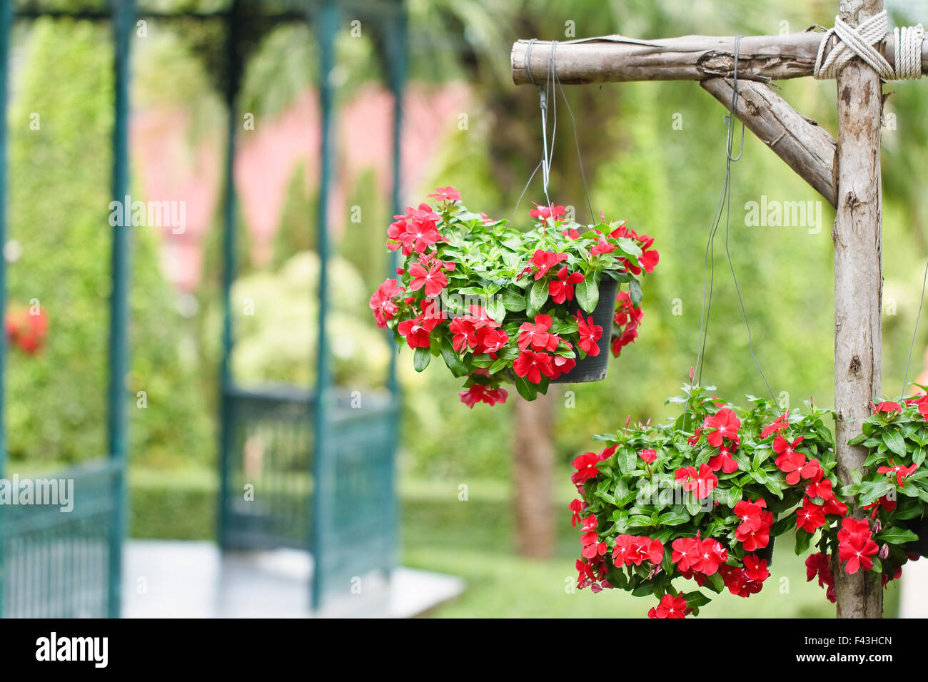 bunte Petunien (Petunia Hybrida) Blumen Stockfoto