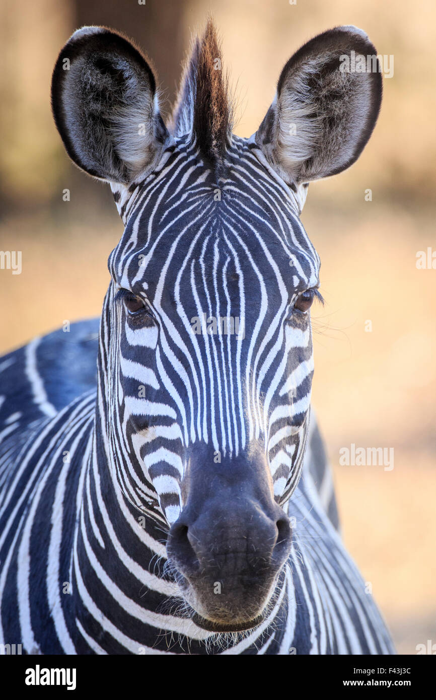 Crawshay Zebra (Equus Quagga Crawshaii), South Luangwa Nationalpark, Sambia Stockfoto