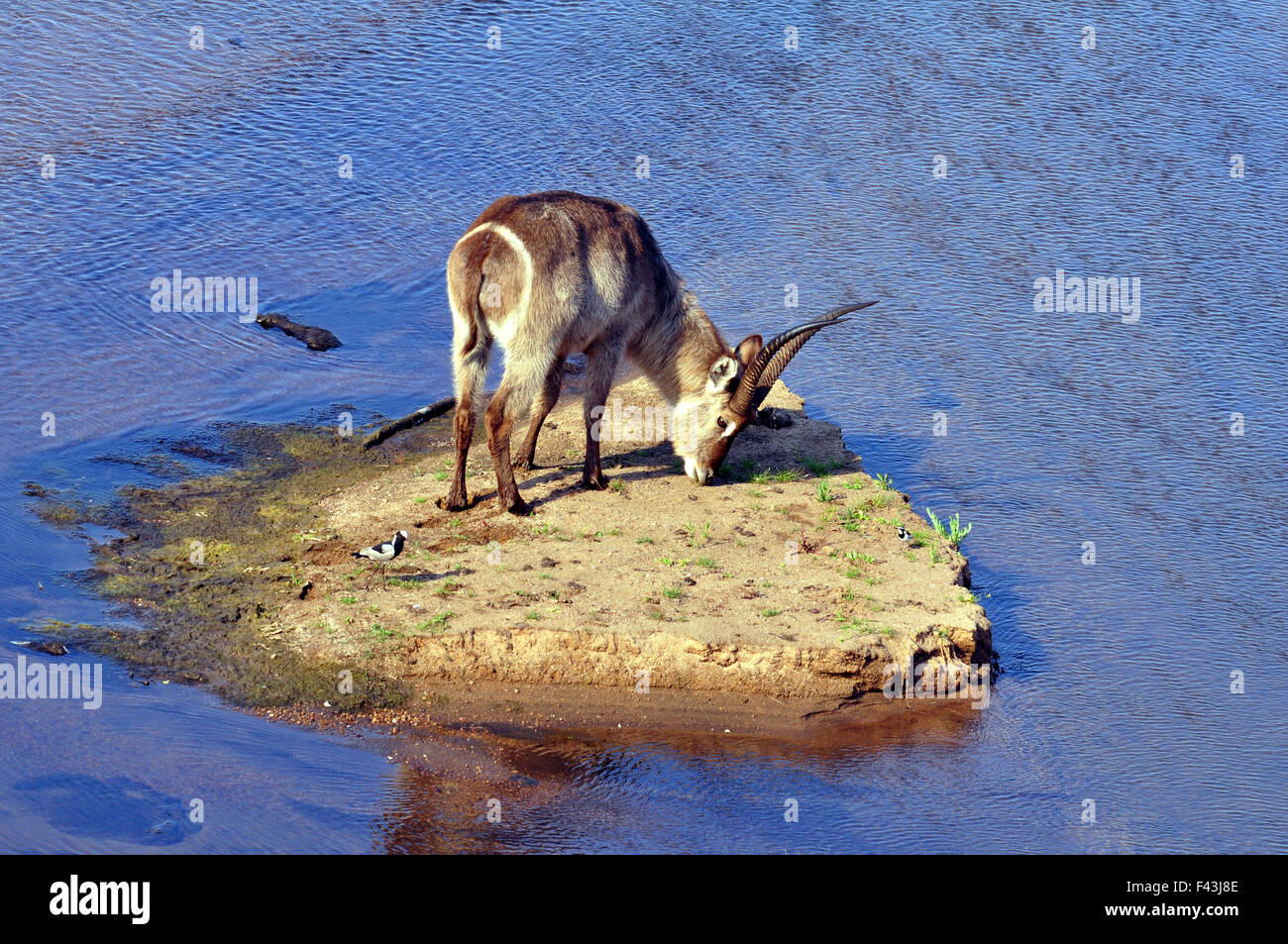 Wasserbock (Kobus Ellipsiprymnus) Stockfoto