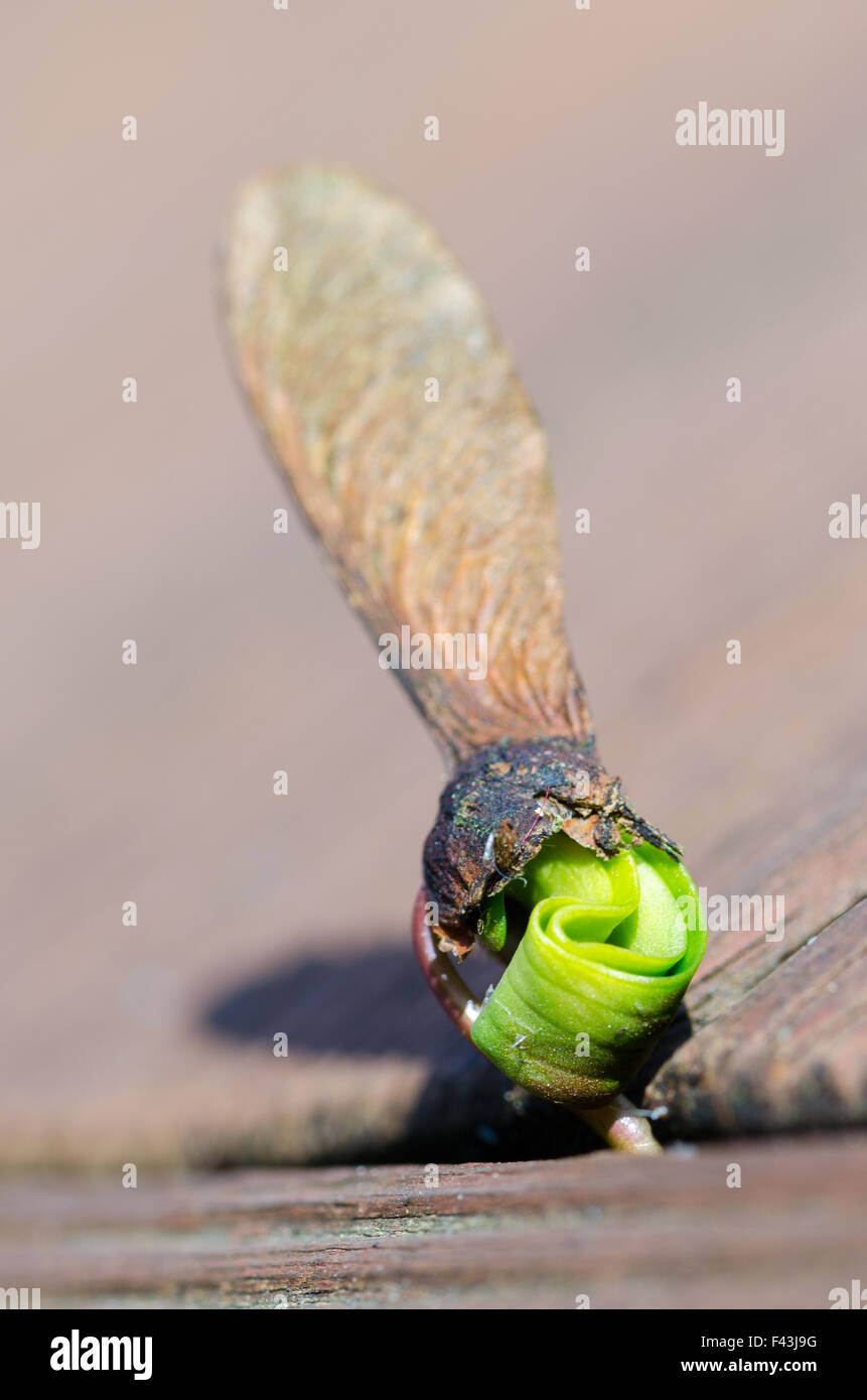 Ahorn Samen Stockfoto