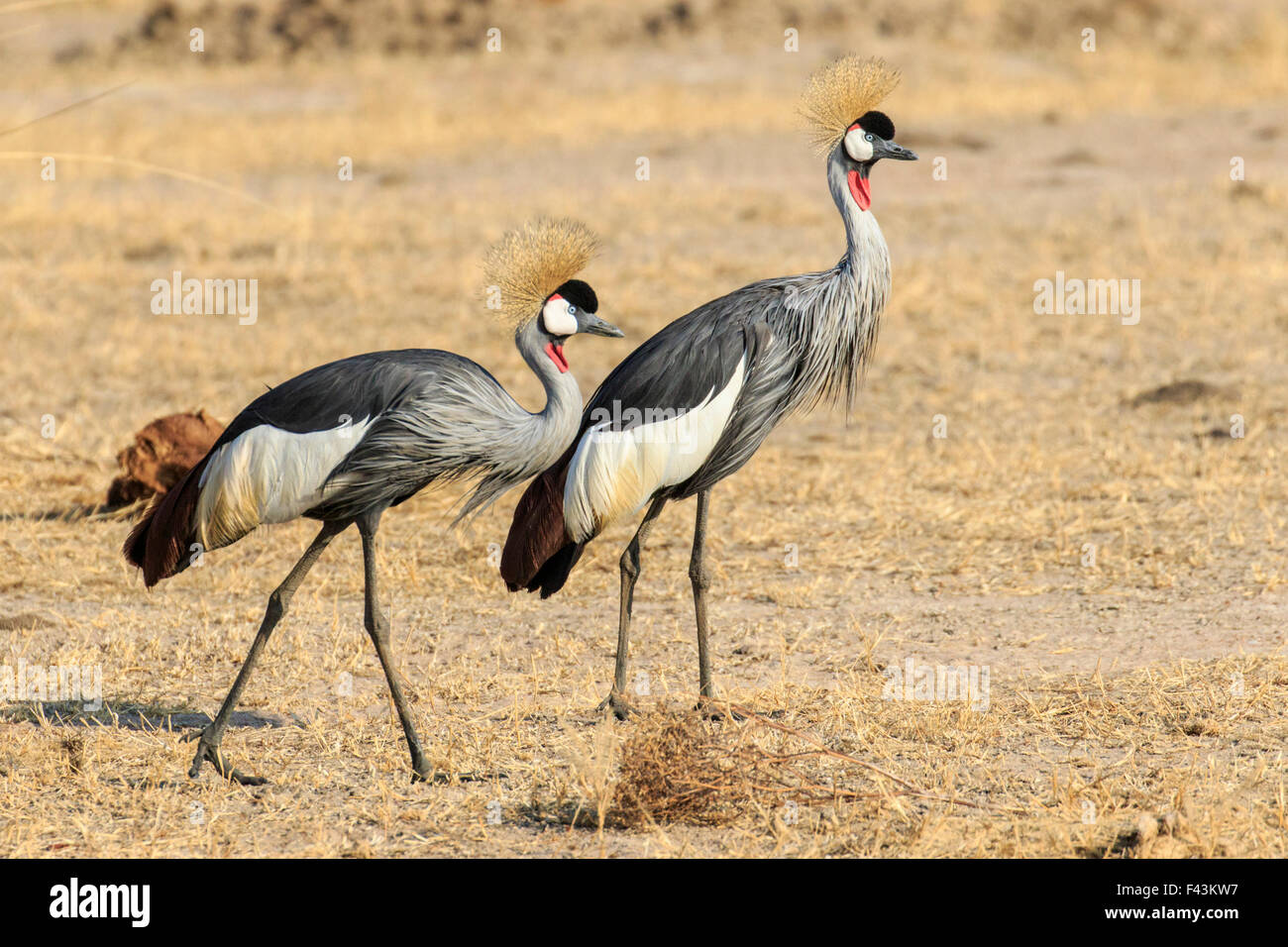 Schwarz gekrönt Kran (Balearica Pavonina), South Luangwa-Nationalpark, Sambia Stockfoto