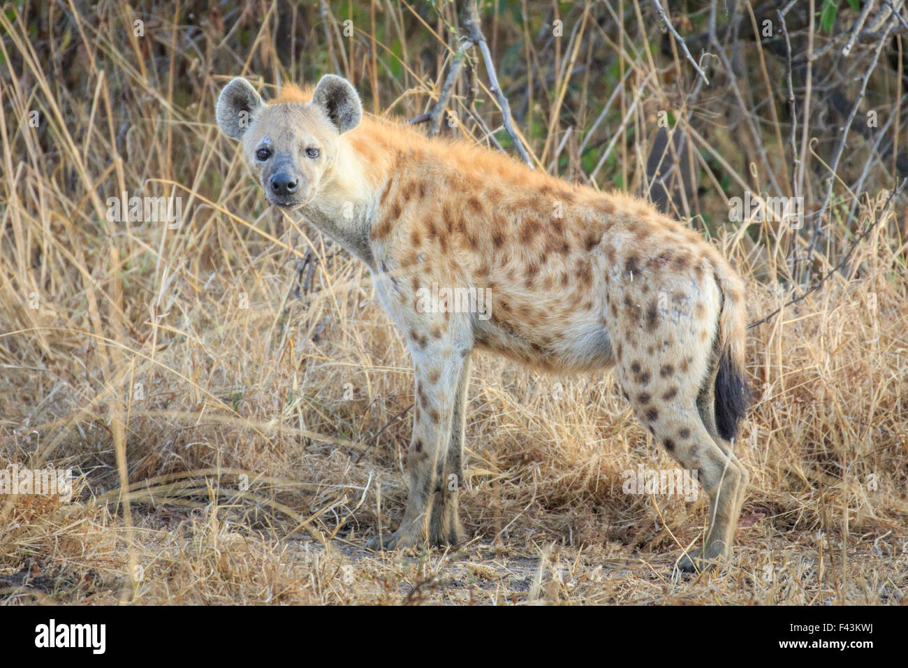 Spotted Hyänen (Crocuta Crocuta), South Luangwa-Nationalpark, Sambia Stockfoto