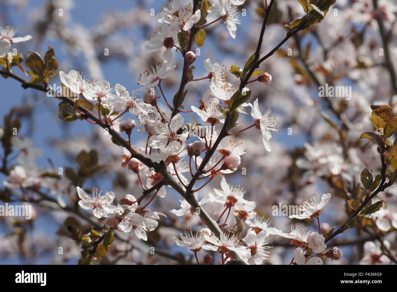 Lila-Blatt Pflaume Stockfoto