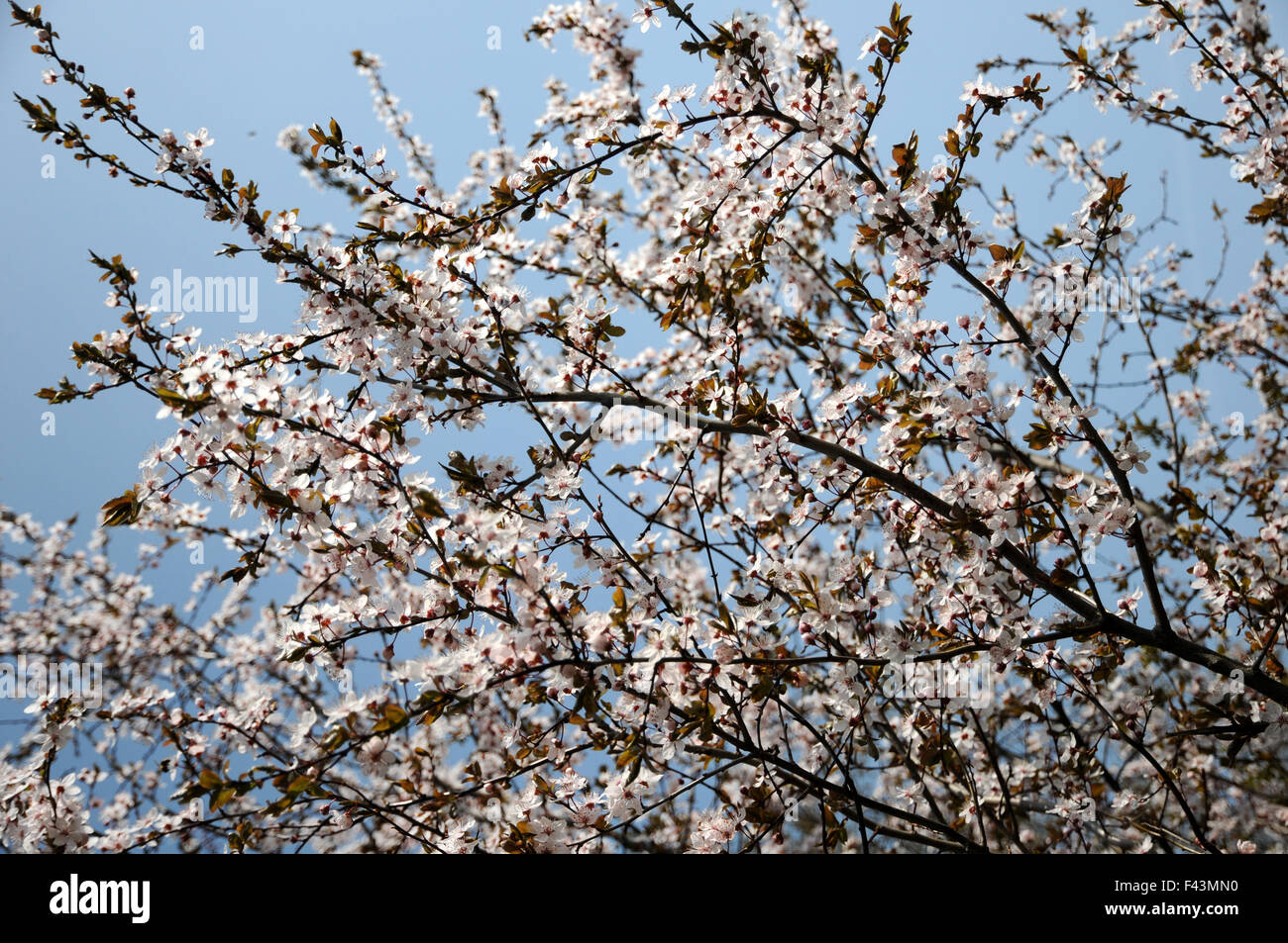 Lila-Blatt Pflaume Stockfoto