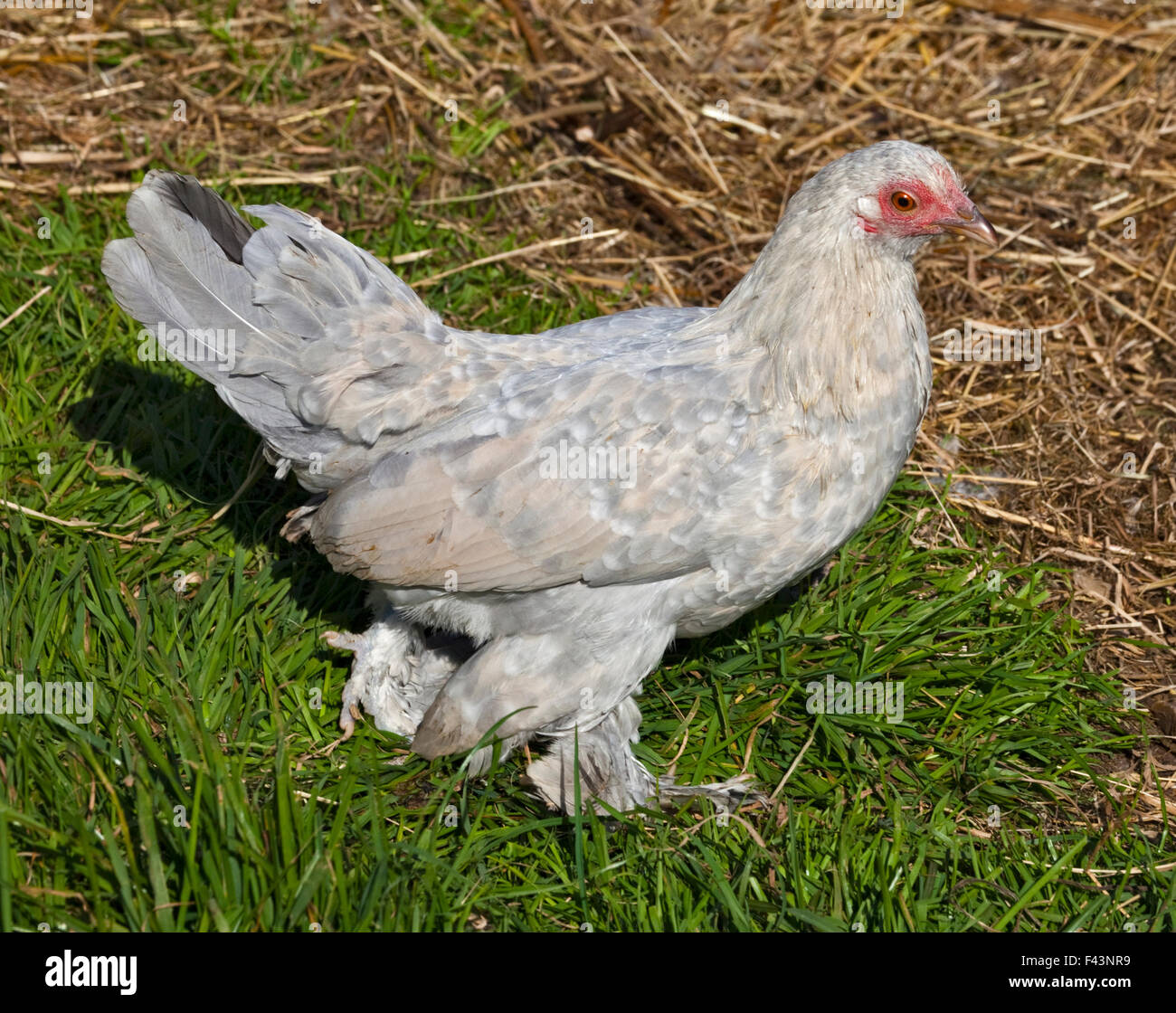 Weißes Huhn Stockfoto