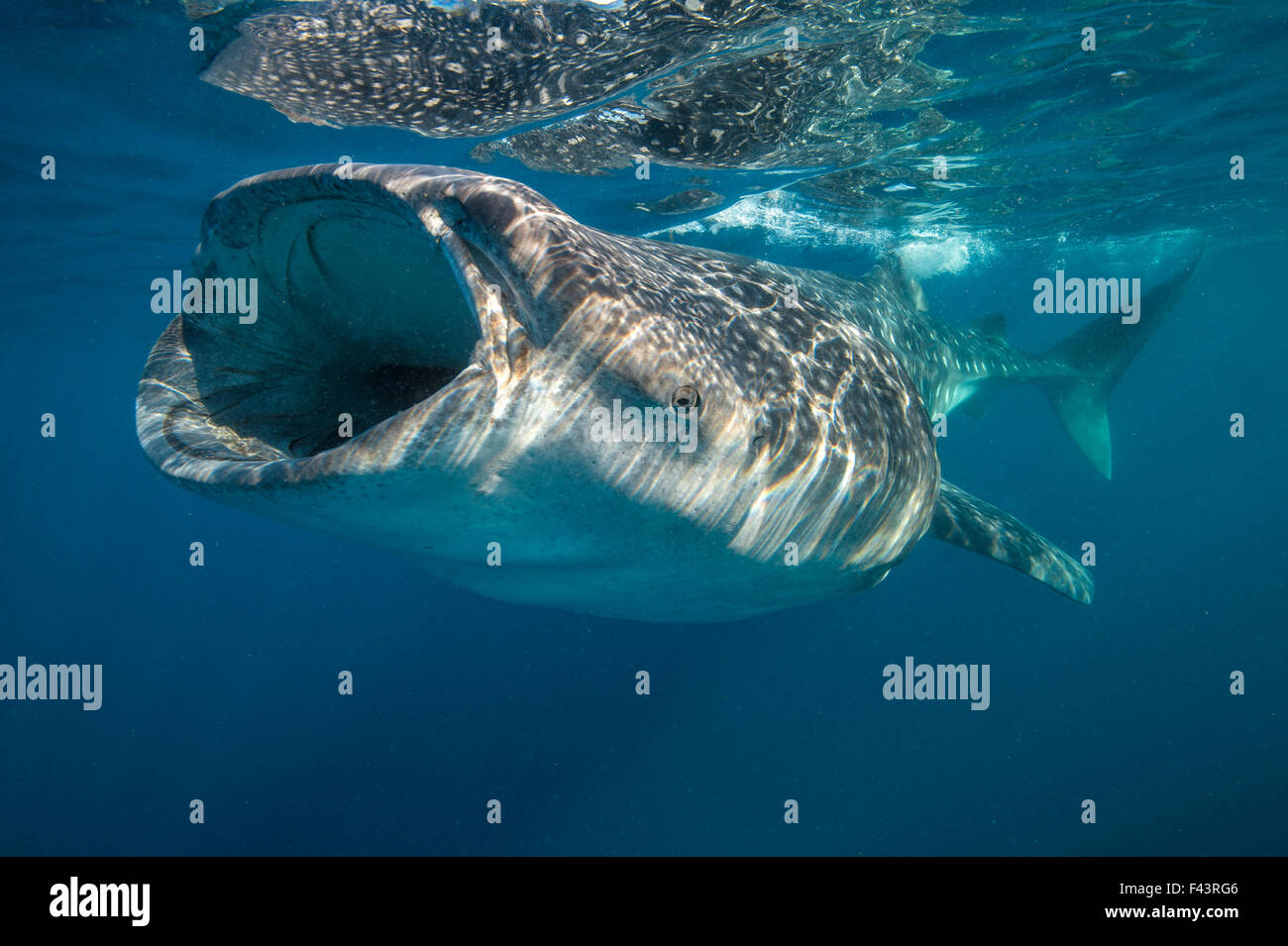Walhai (Rhincodon Typus) Mund Filter Fütterung an der Oberfläche, Quintana Roo, Halbinsel Yucatan, Mexiko, Karibik. Stockfoto
