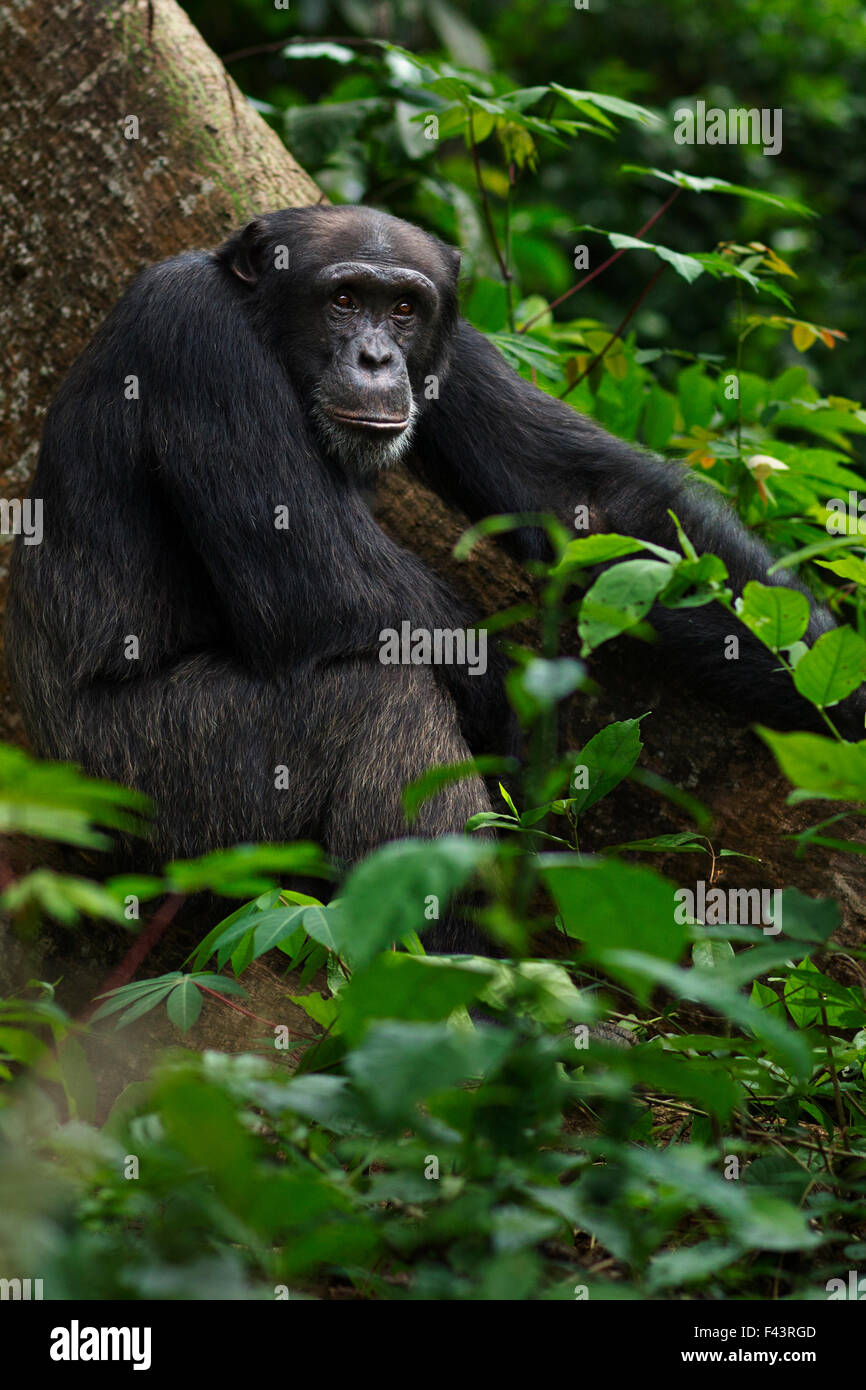 Westlichen Schimpansen (Pan Troglodytes Verus) junge männliche "Peley" im Alter von 12 Jahren sitzt auf einem Baum Strebepfeiler, Bossou Wald, Mont Nimba, Guinea. Dezember 2010. Stockfoto