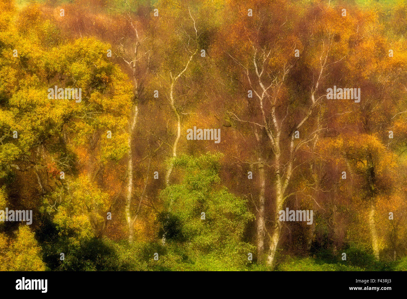 Gemischte Arten Wald im Herbst, einschließlich Silber Birken (Betula Pendel), Peak District National Park, England, UK, Oktober. Stockfoto