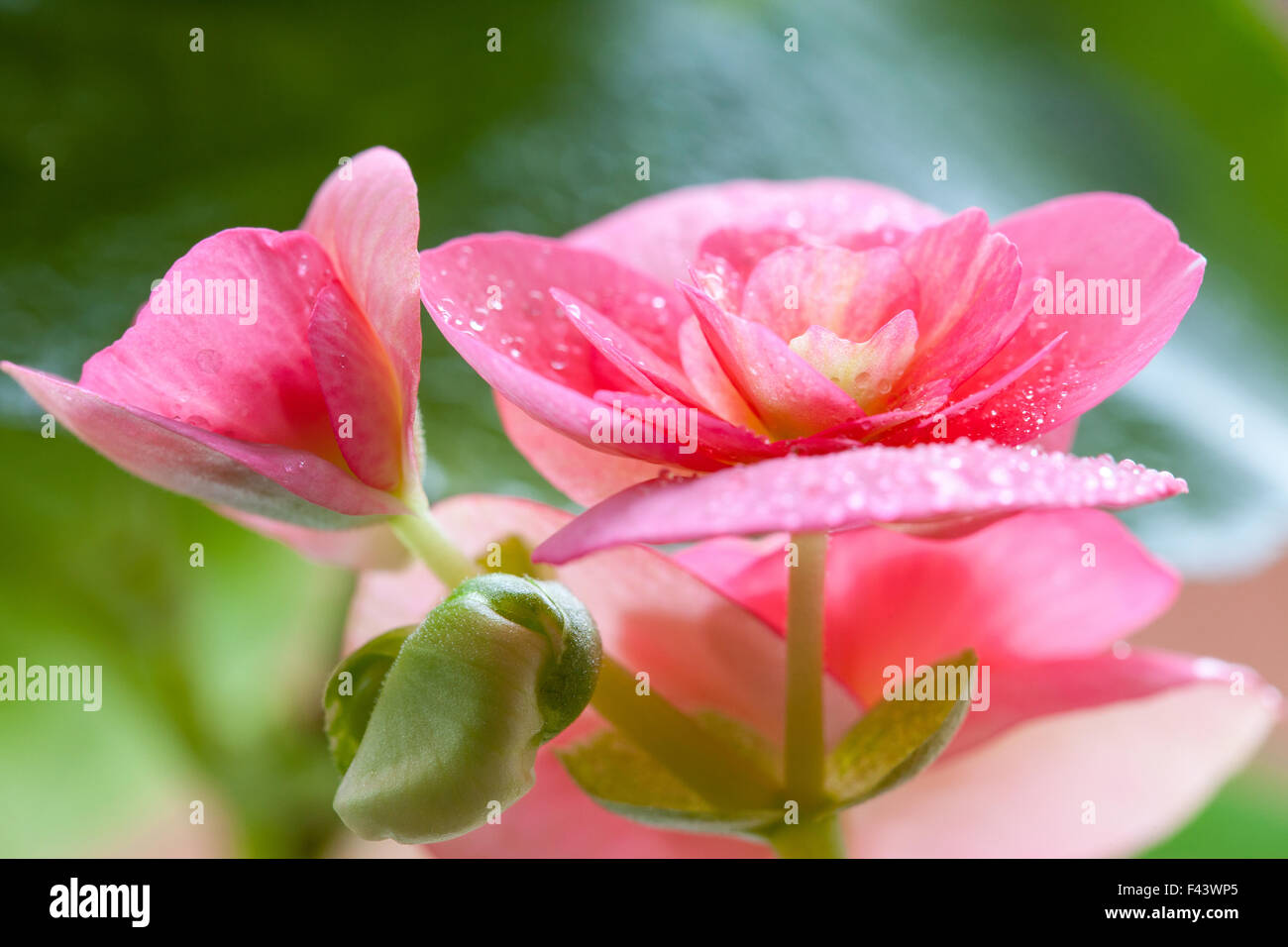 Blüten und Blätter achimenes Stockfoto