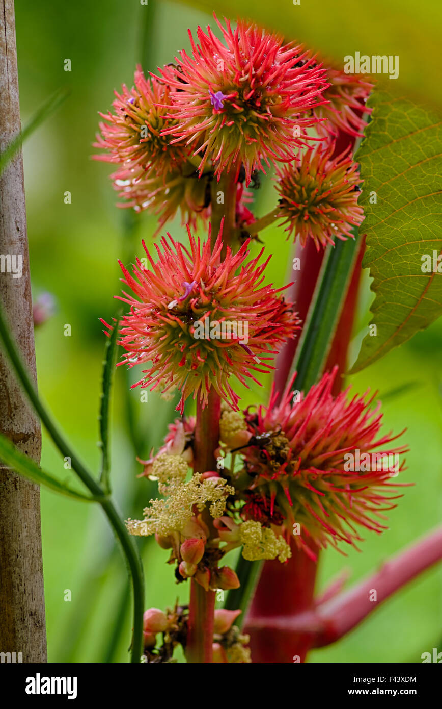 Dise o en farbe Stockfotos und -bilder Kaufen - Alamy