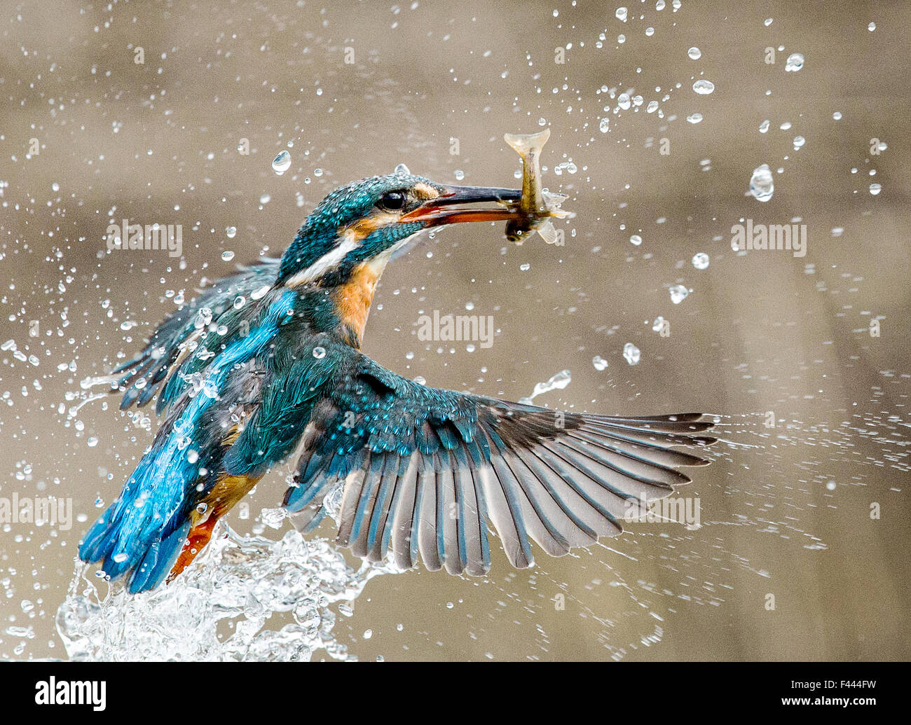 Eisvogel Tauchgang mit fangen Stockfoto