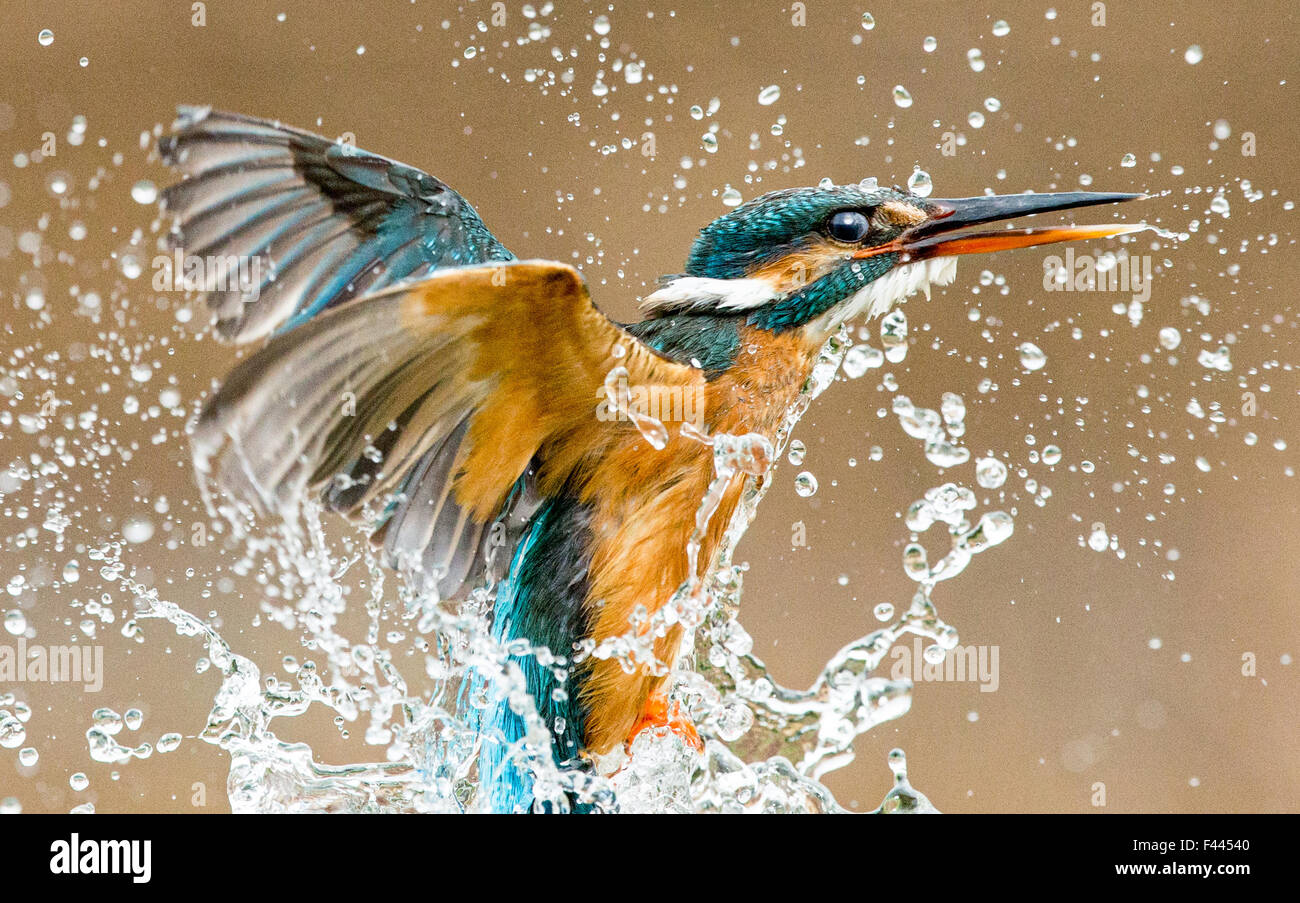 Kingfisher close-up wie es ergibt sich aus einem Tauchgang Stockfoto