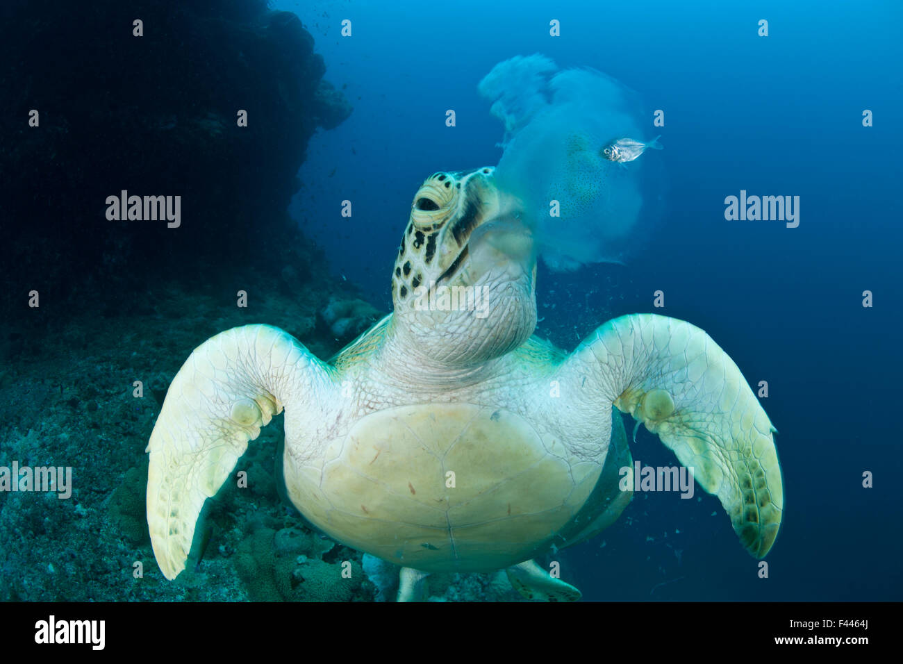 Suppenschildkröte (Chelonia Mydas) ernähren sich von Quallen. Juvenile Makrele versteckt noch neben den Quallen dabei, seine Heimat zu verlieren. Stockfoto