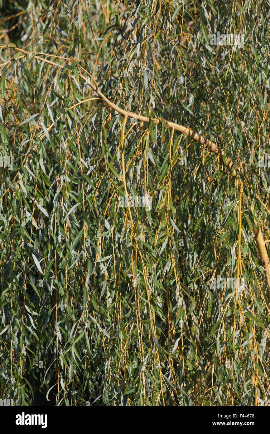 Weinende Weide (Salix X chrysocoma). Zweige. Hybrid zwischen S. Alba und S. Babylonica. Stockfoto