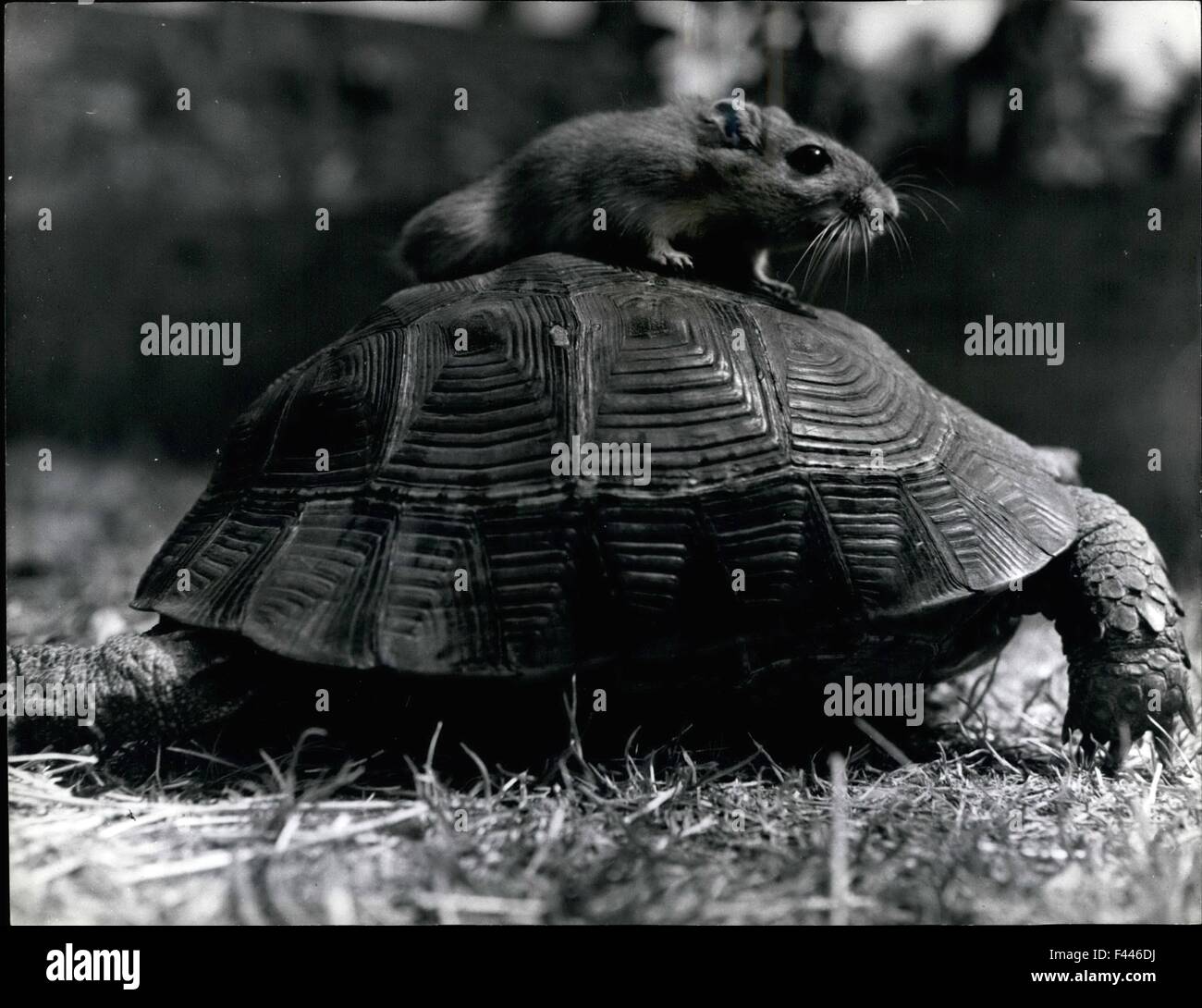 10. Januar 1974 - es wird Eine langsame Fahrt sein - aber steigen Sie an Bord; wir haben alle die Geschichte von Schildkröte und Hase gehört, und es scheint Herbie, die Haus-ausgebildete Rennmaus zu haben. Er geht kein Risiko ein, als er an Bord von Fred springt, der es nicht stört, "für eine Fahrt genommen" zu werden. Fred und sein Passagier gehören Stephen und David Gingell aus Rowdo bei Devizes © Keystone Pictures USA/ZUMAPRESS.com/Alamy Live News Stockfoto