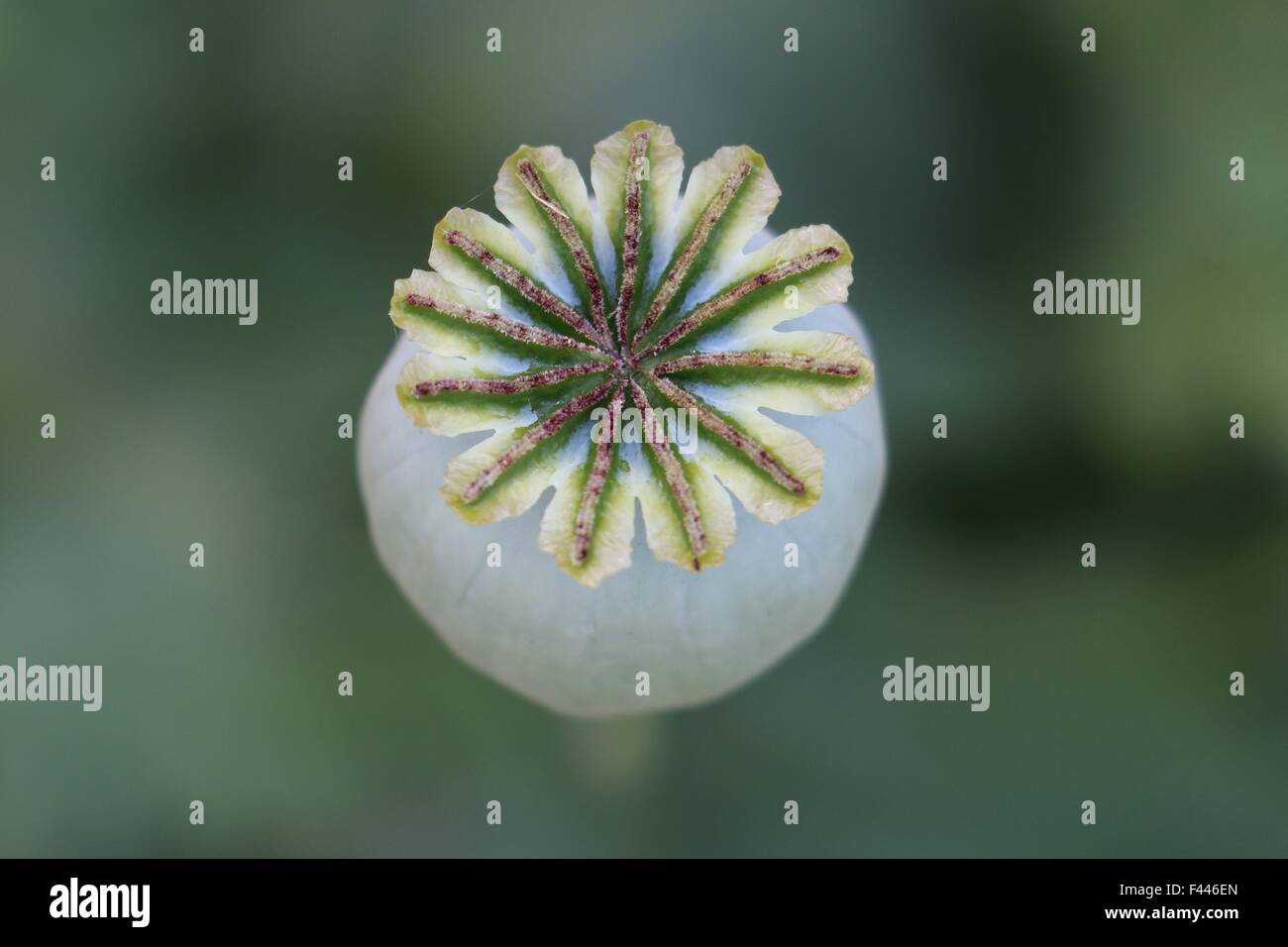 Mohn pod, Papaver, Kapsel Kappe von oben betrachtet, Nahaufnahme. Stockfoto